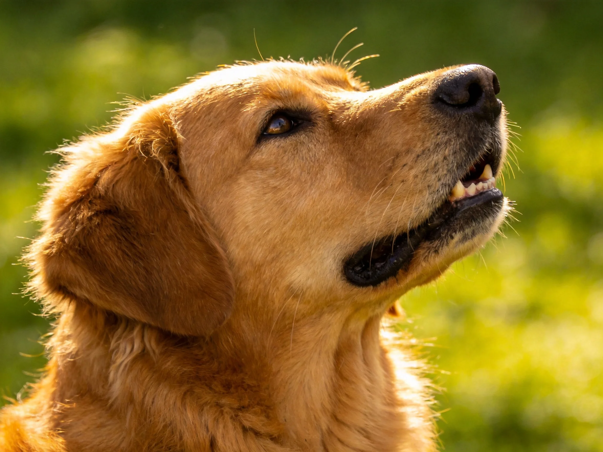 A golden retriever gazes upward in a sun-drenched green landscape