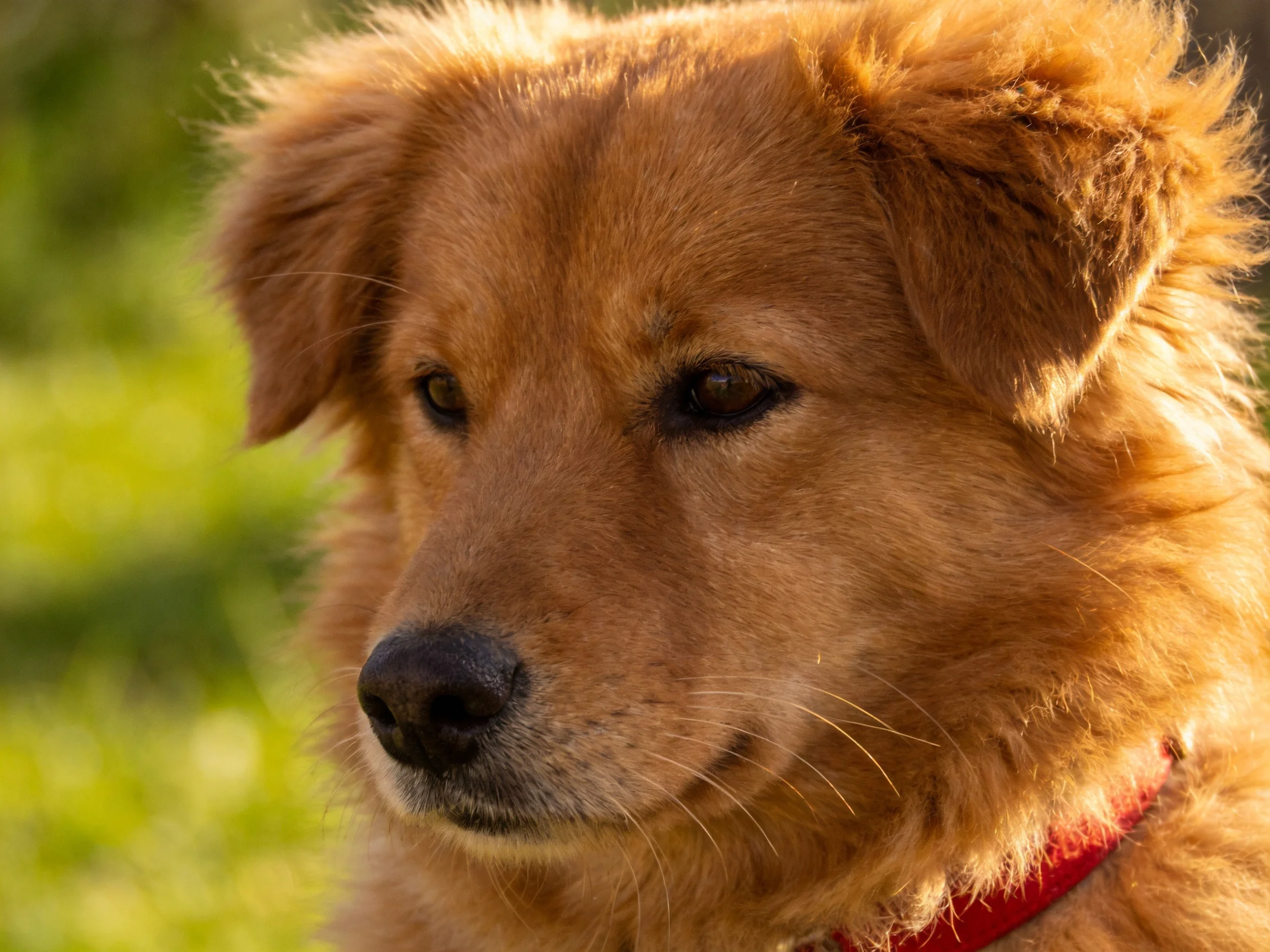 A golden retriever mix with a red collar in a sunlit outdoor setting
