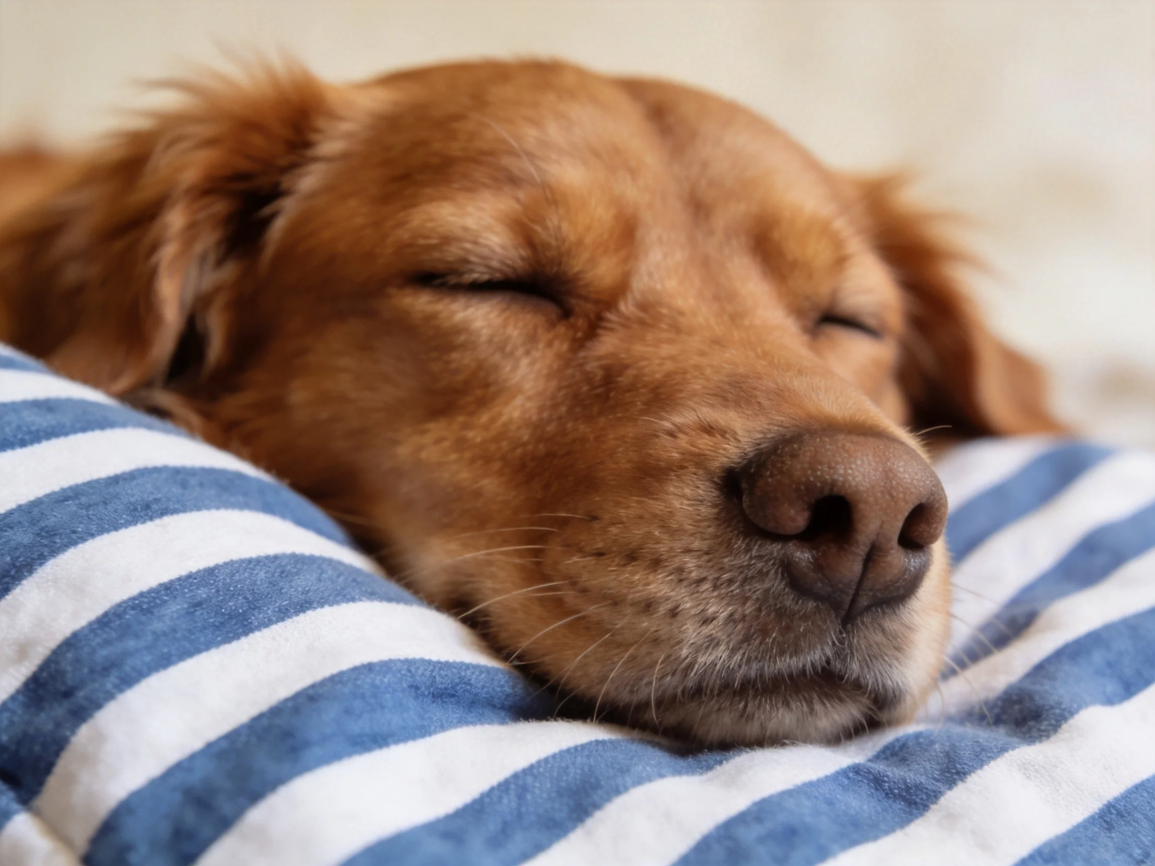 A golden retriever peacefully sleeps on a blue and white striped fabric