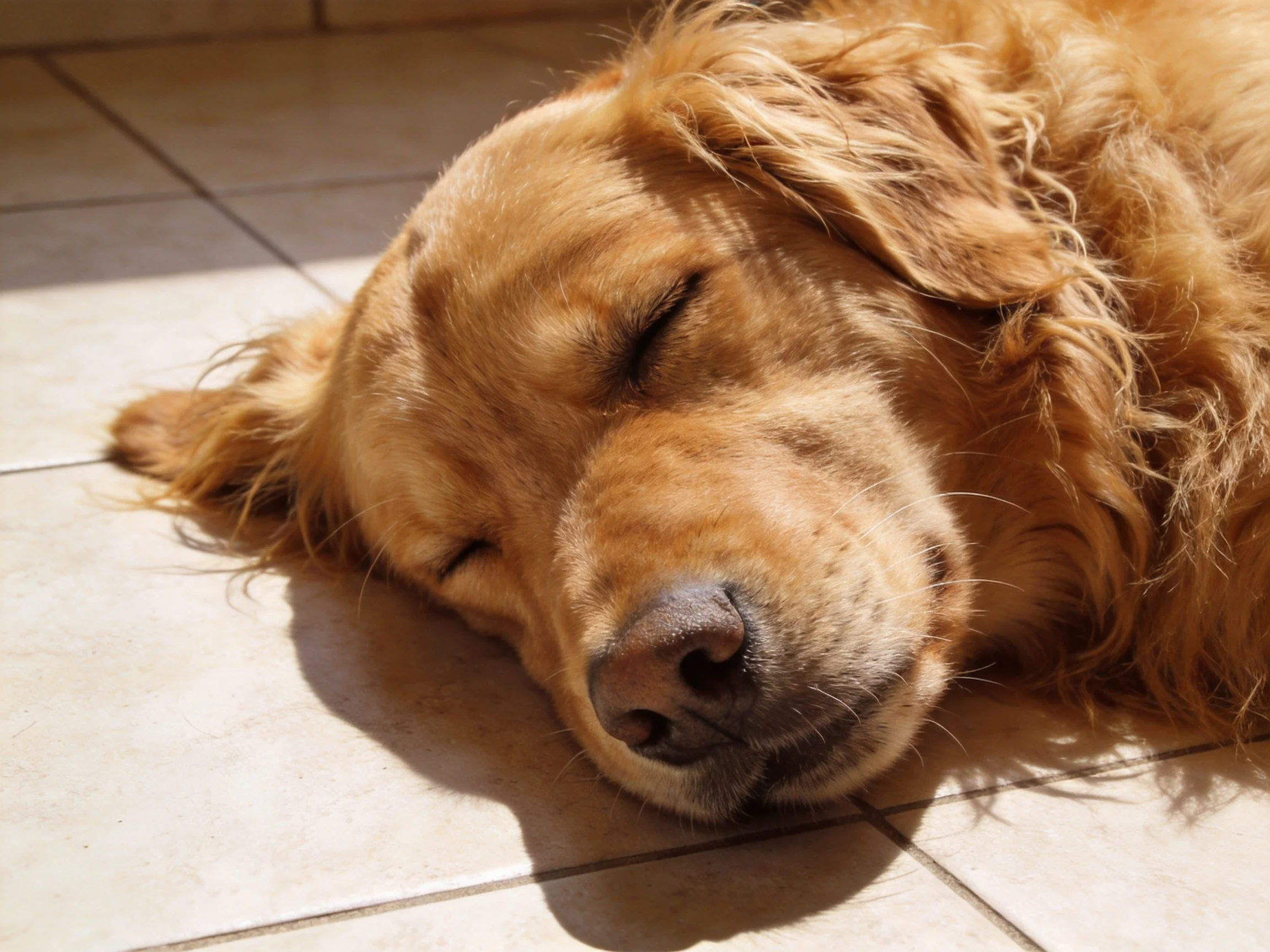 A golden retriever peacefully sleeps on a tiled floor in bright sunlight