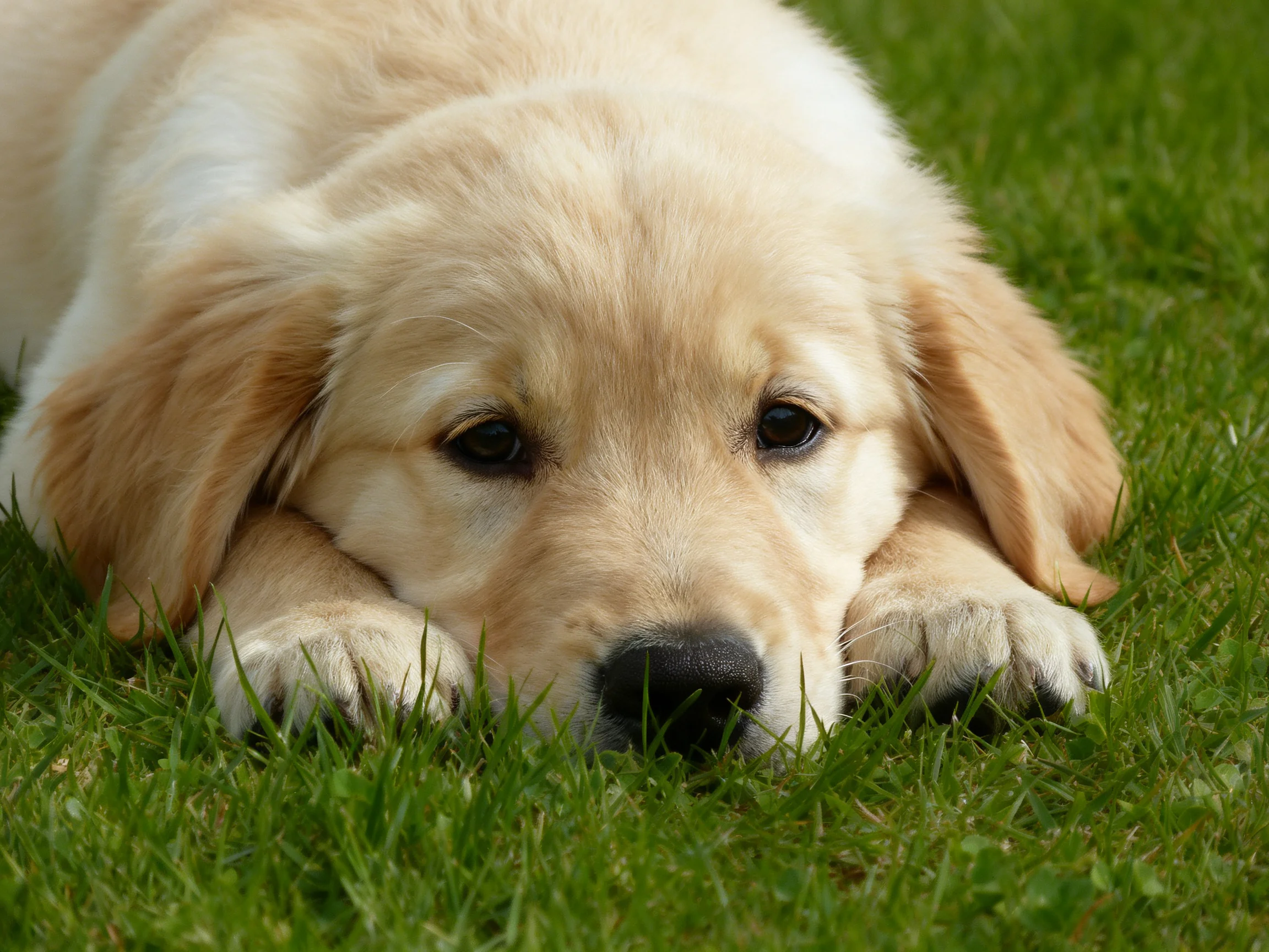 A golden retriever puppy lies calmly on vibrant green grass.
