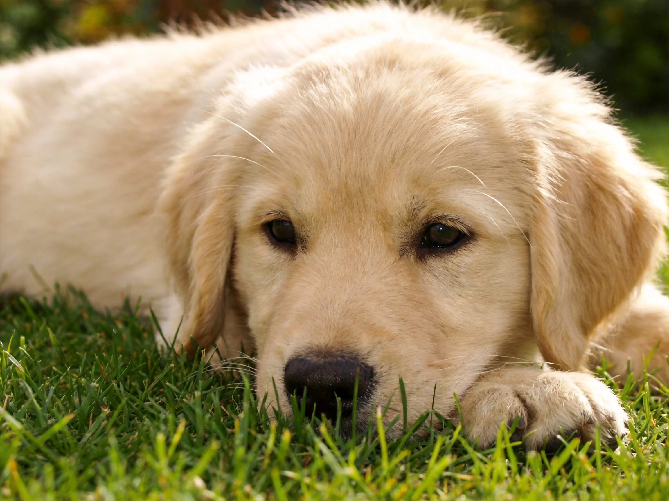 A golden retriever puppy resting on lush green grass