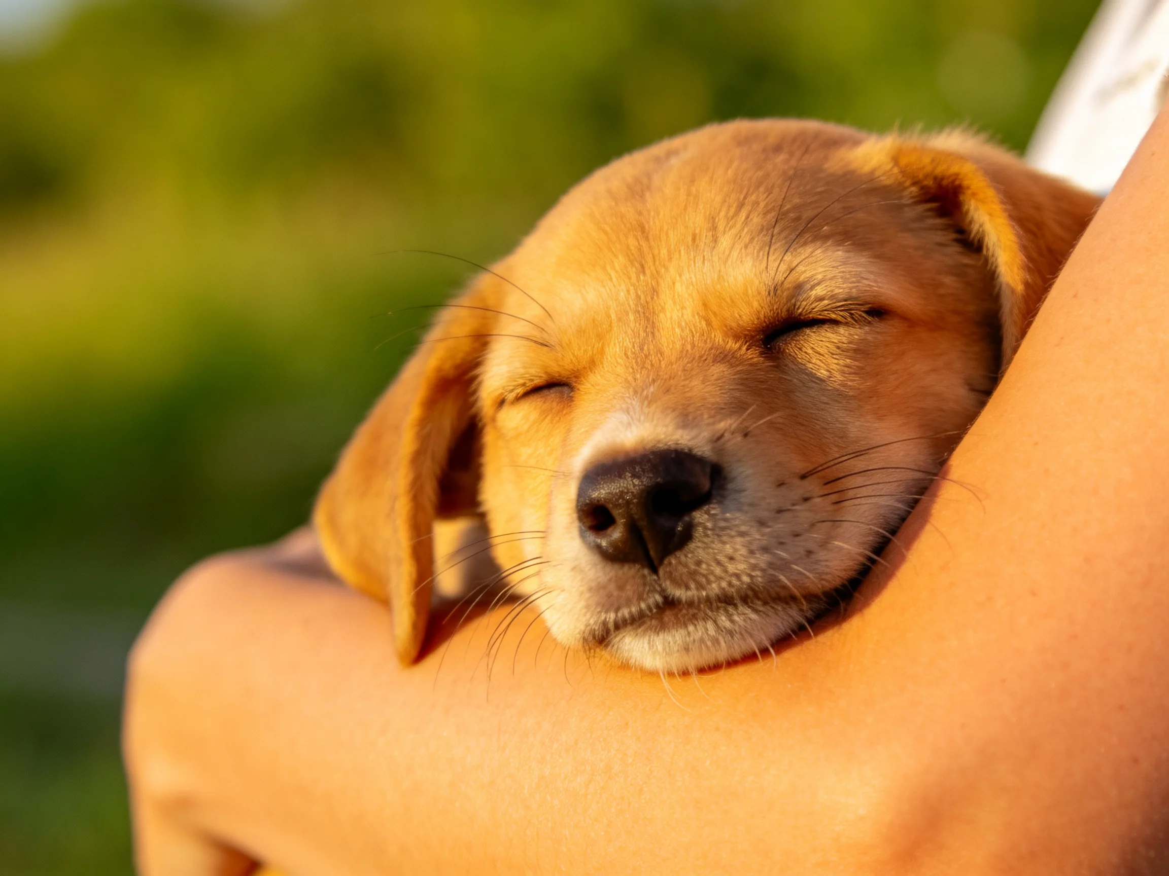 A golden retriever puppy rests comfortably in someone’s arm in an outdoor area.