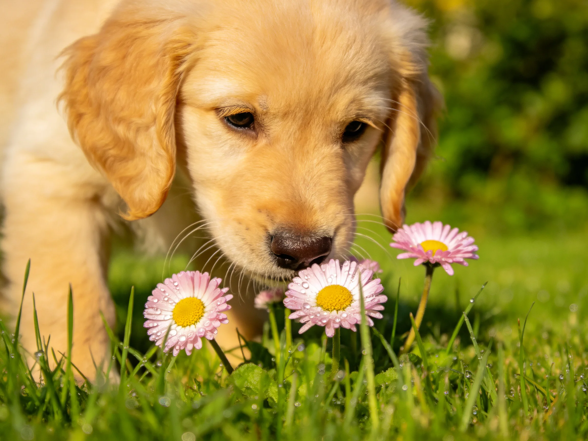 A golden retriever puppy sniffs pink daisies in lush green grass
