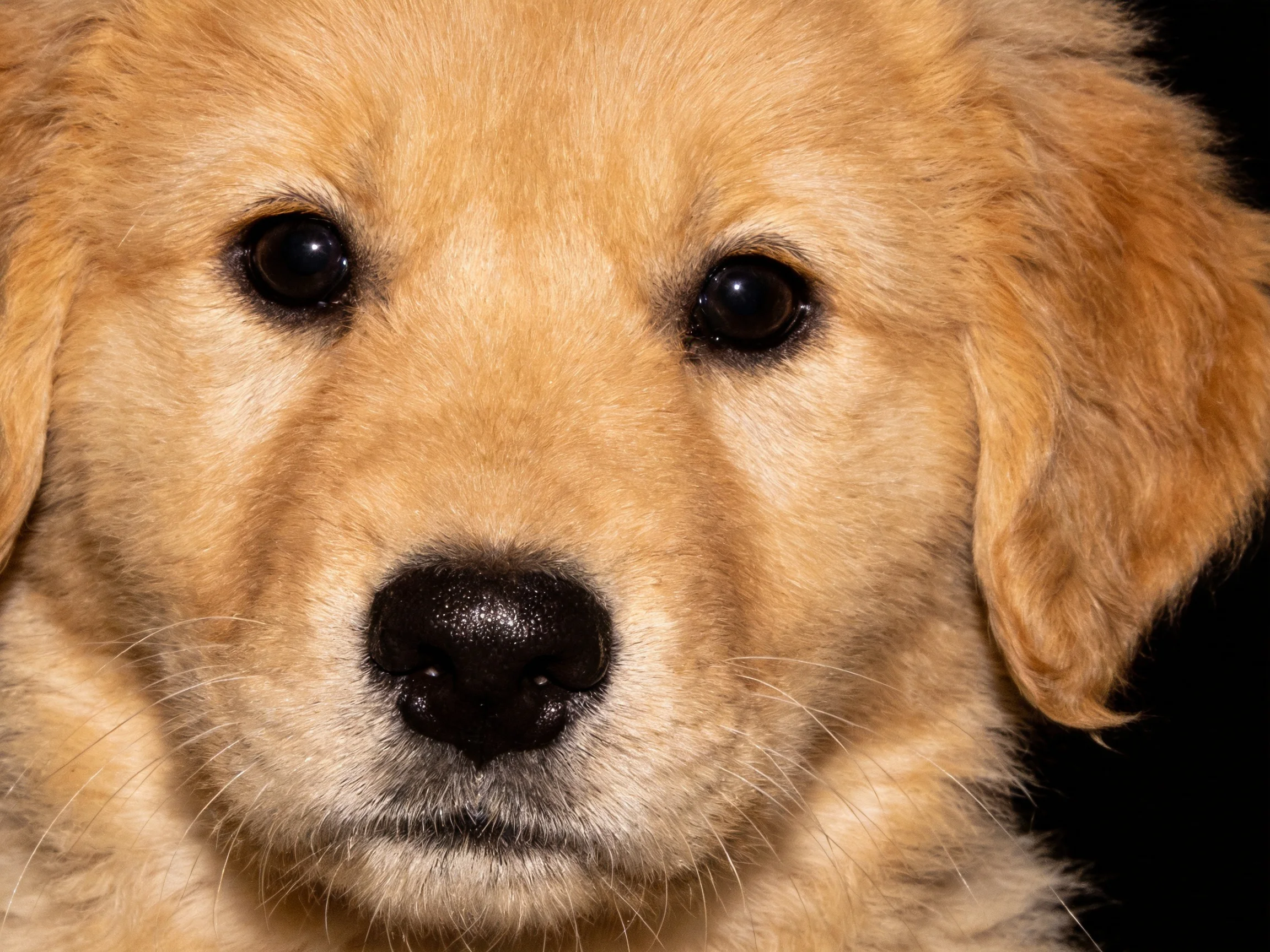 A golden retriever puppy looks directly at the viewer with large dark eyes.