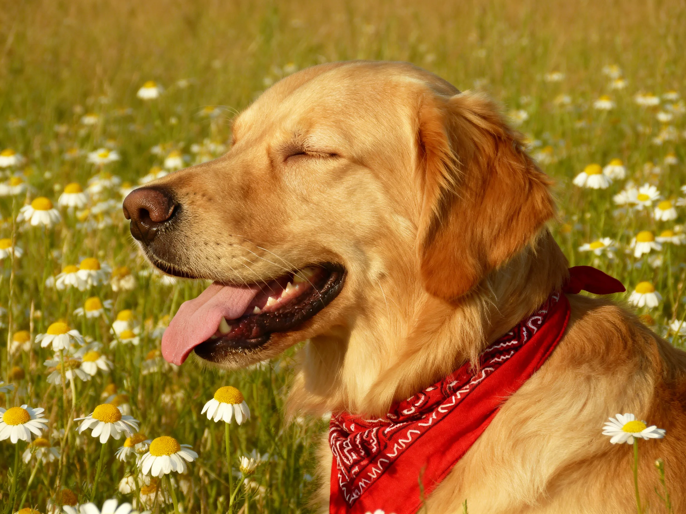 A golden retriever enjoys a peaceful moment amid daisy-filled fields.