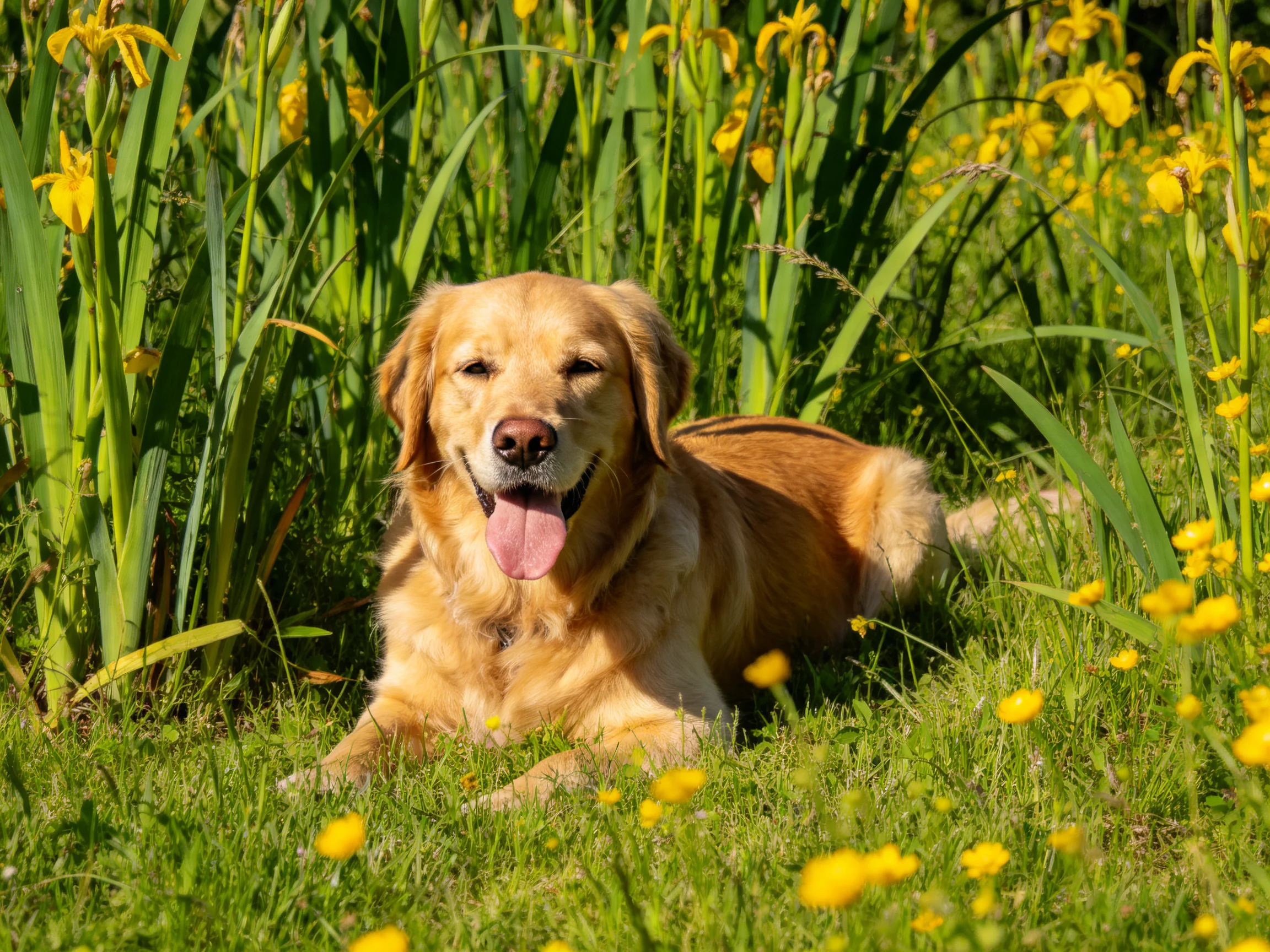 A golden retriever relaxing in a field of green grass and yellow blooms