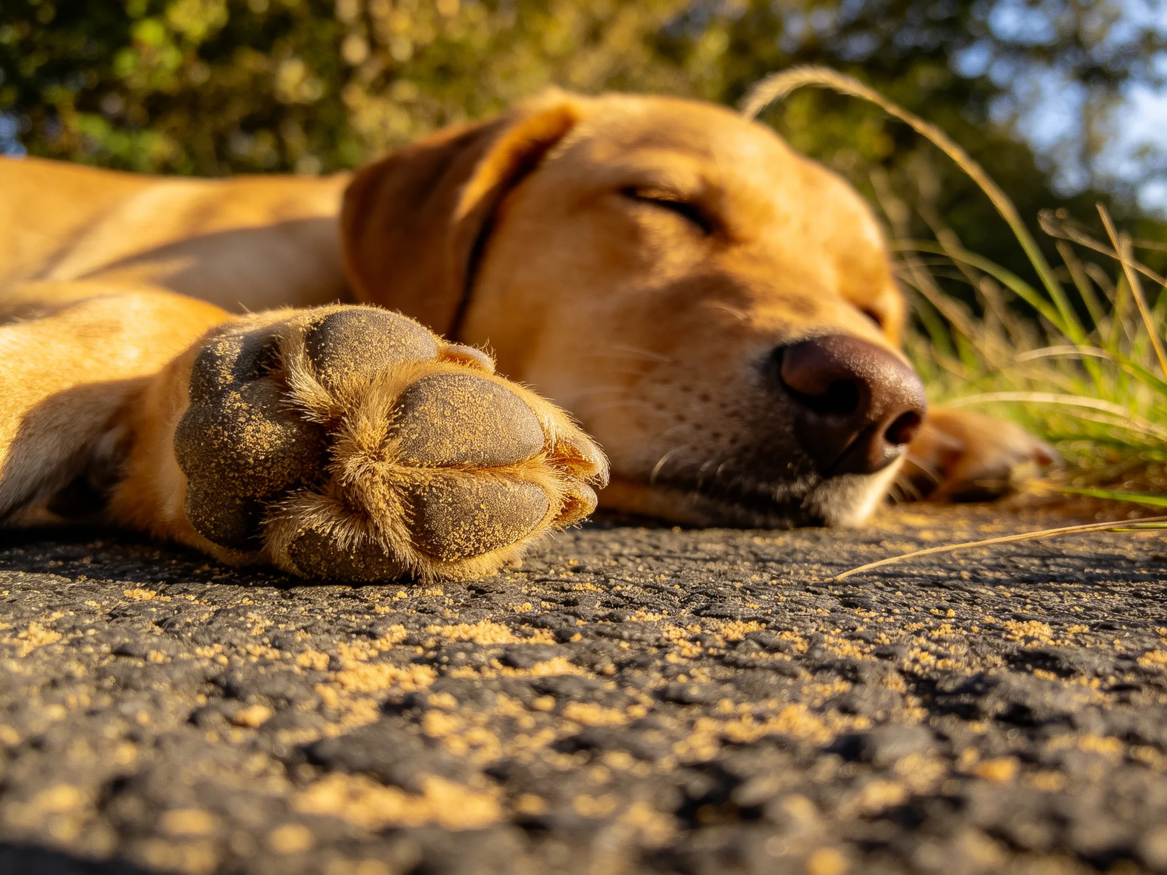 A golden retriever sleeps peacefully on a sunlit paved surface amid natural surroundings.