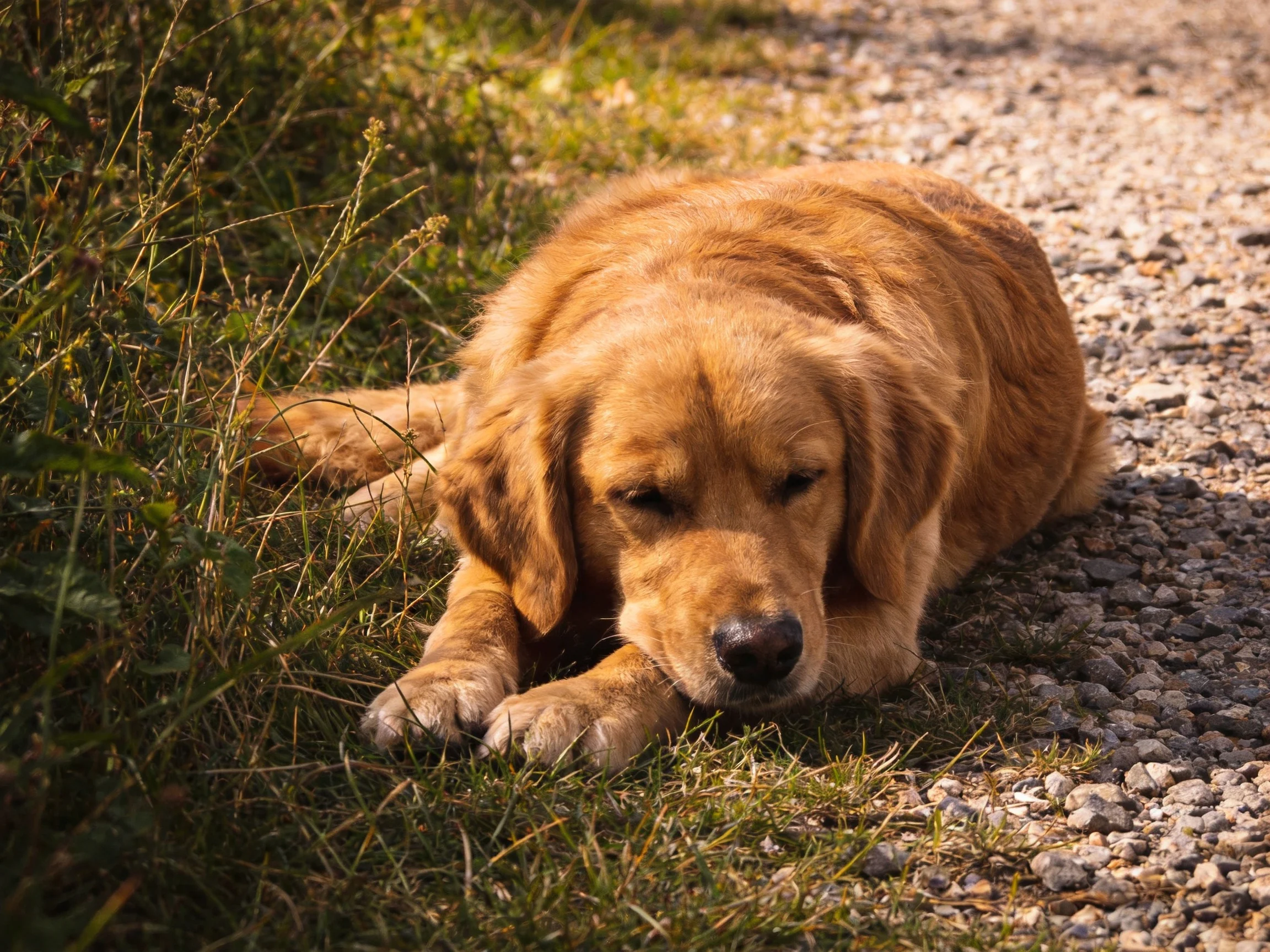 A golden retriever rests by a gravel path with tall greenery