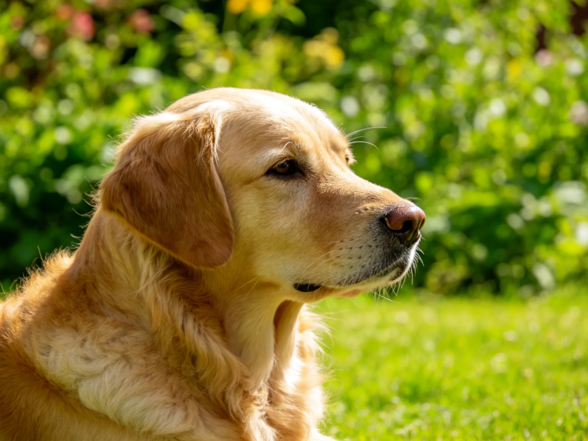 A golden retriever rests in a sun-drenched garden with lush greenery