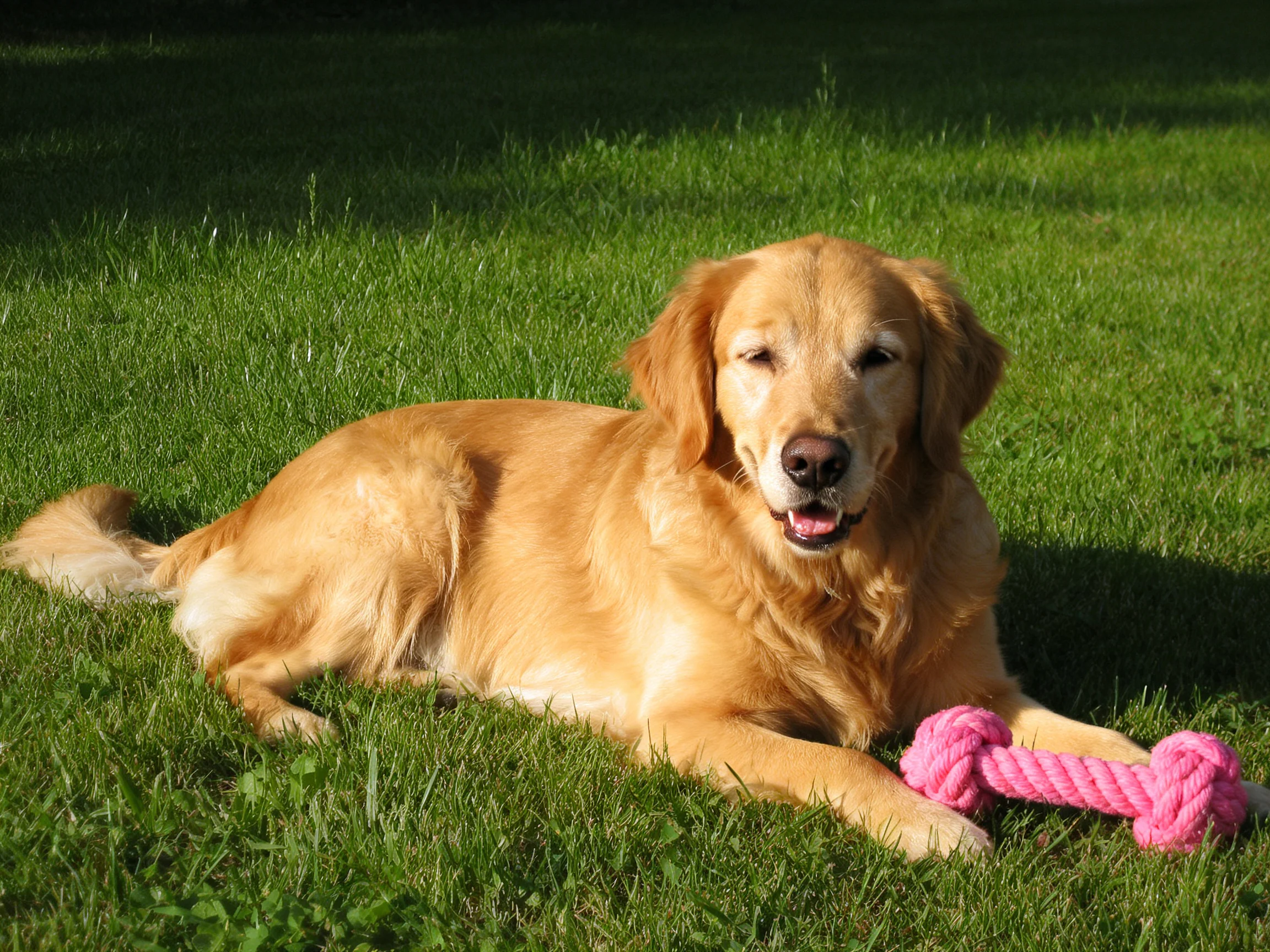 A golden retriever relaxes on grass near a pink rope toy.