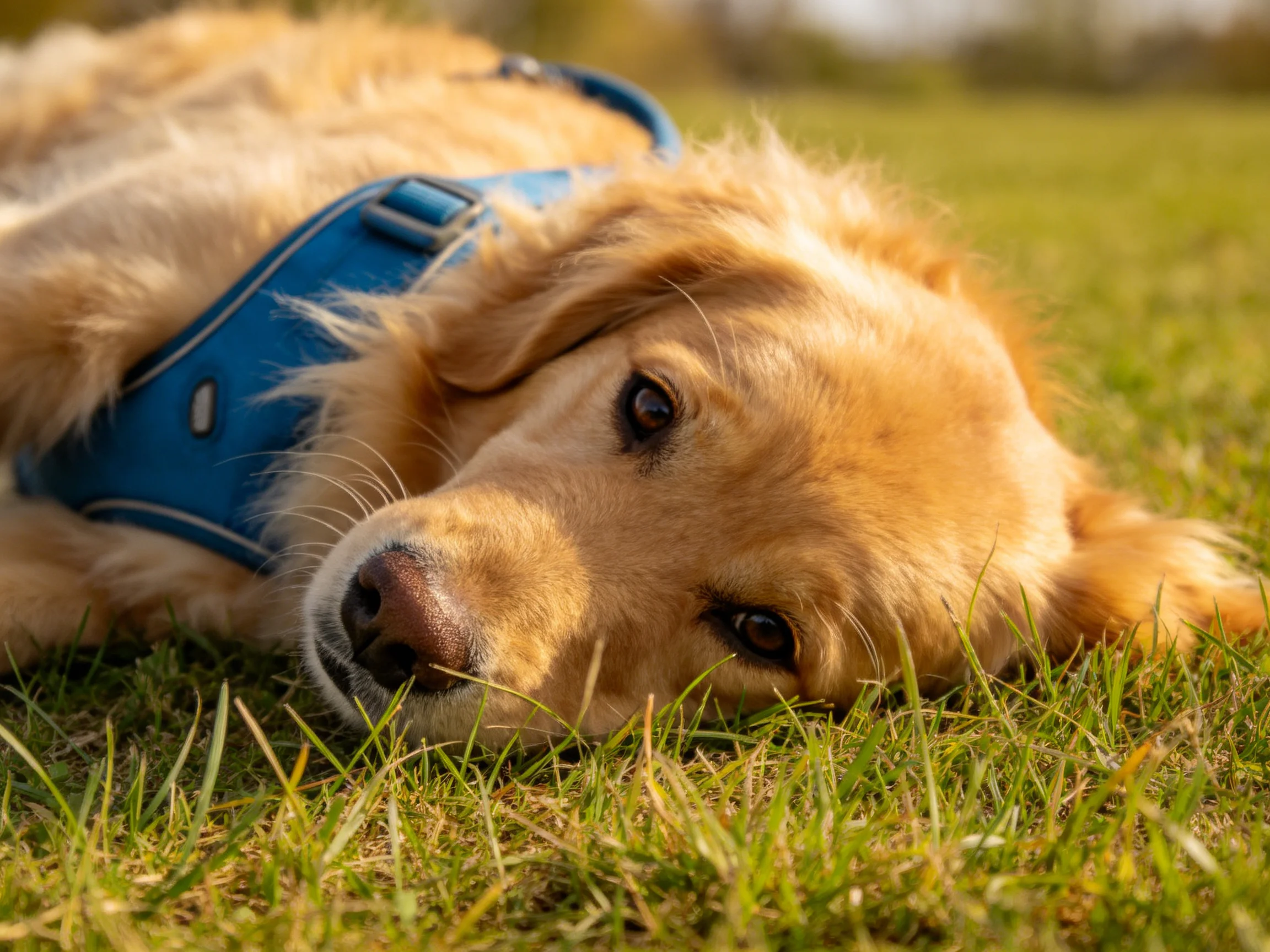A golden retriever relaxes on grass in sunny weather