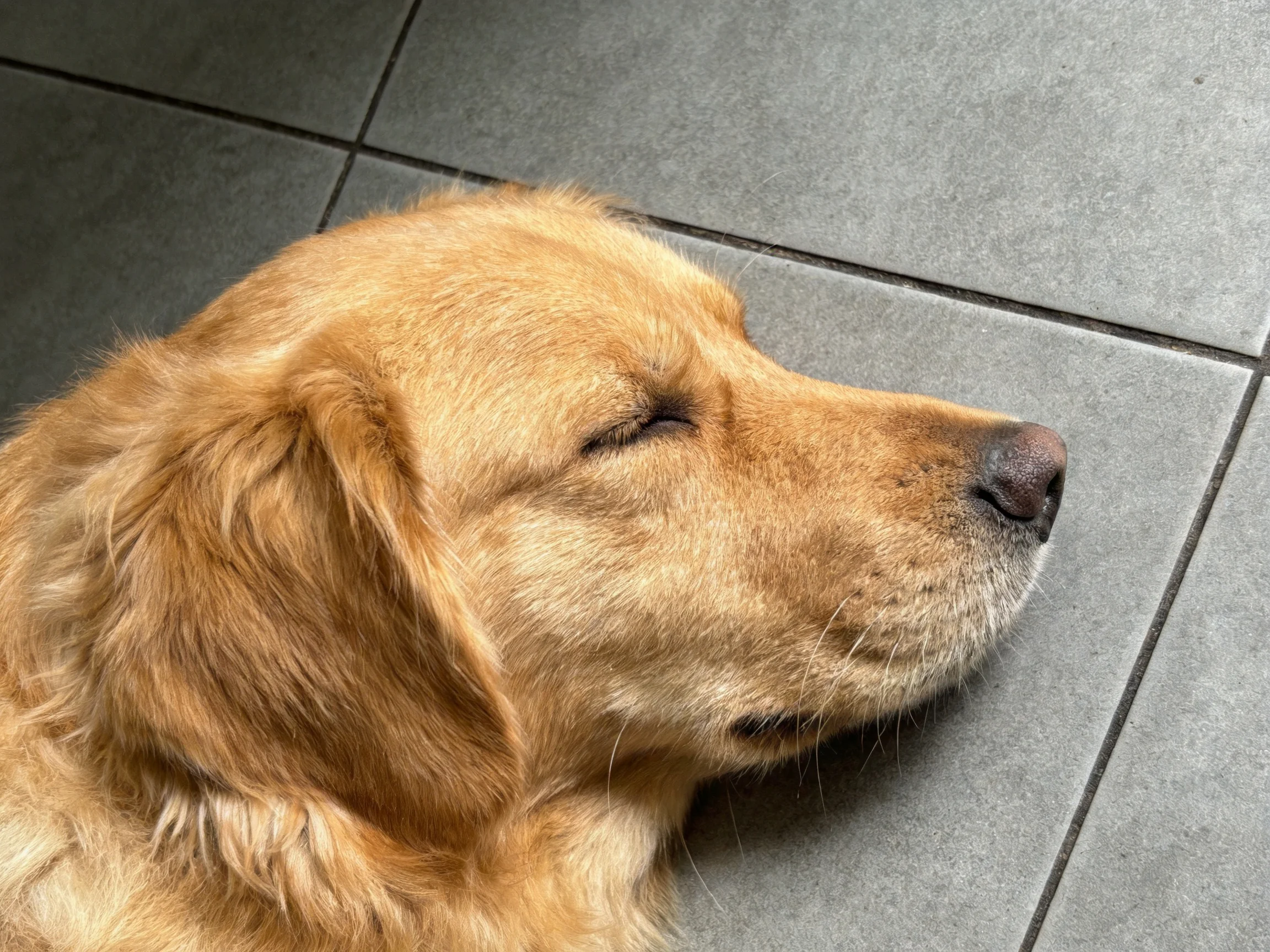 A golden retriever rests on smooth gray tiled flooring