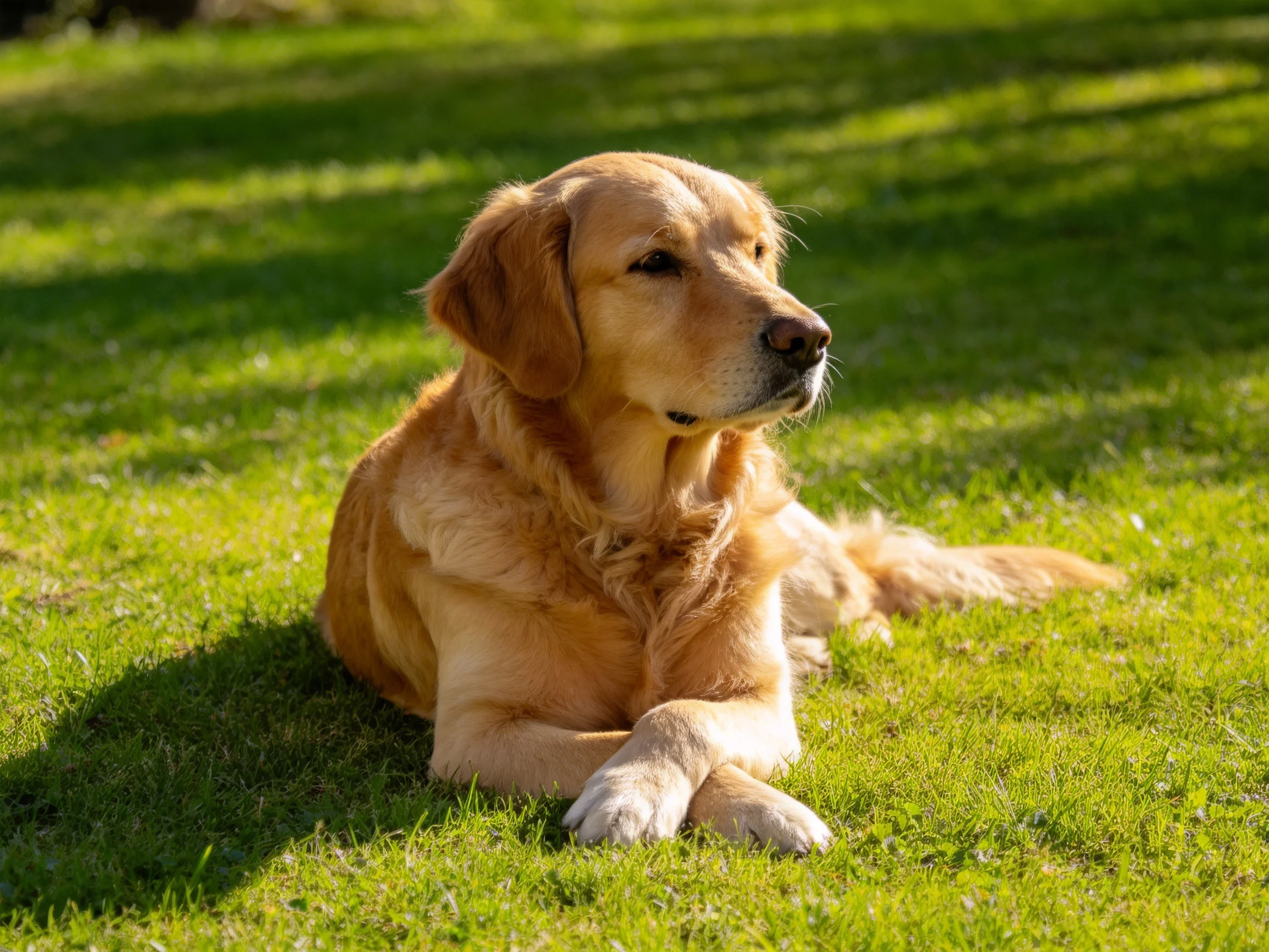 A golden retriever relaxes on green grass in a sunlit area.
