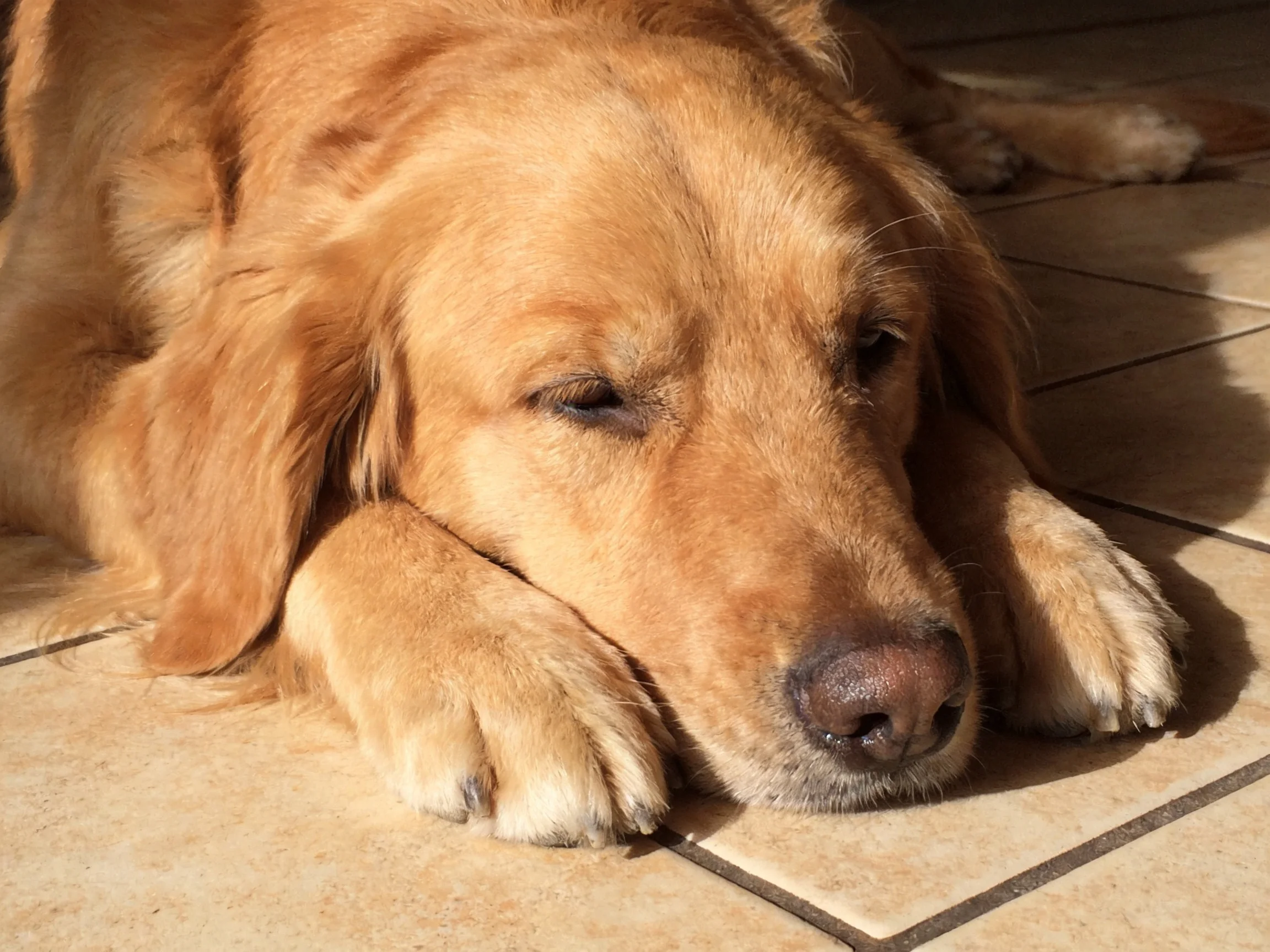 A golden retriever rests peacefully on a tiled floor in warm sunlight