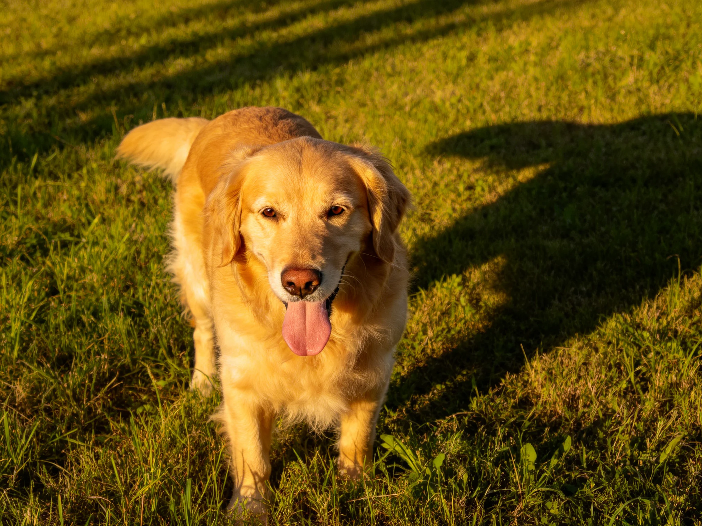 A golden retriever standing on lush green grass in warm sunlight