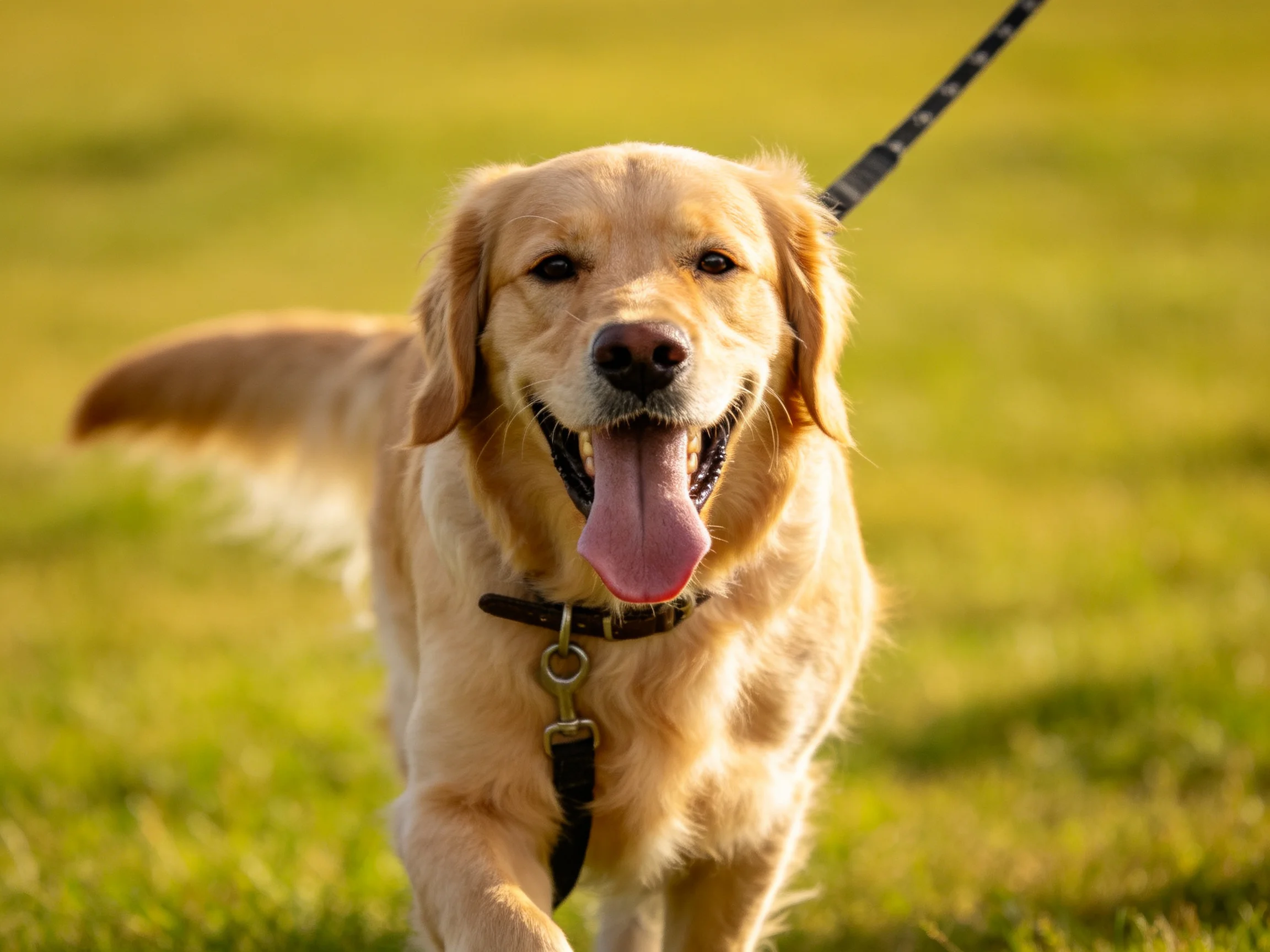 A golden retriever walks joyfully on a sunlit grassy field