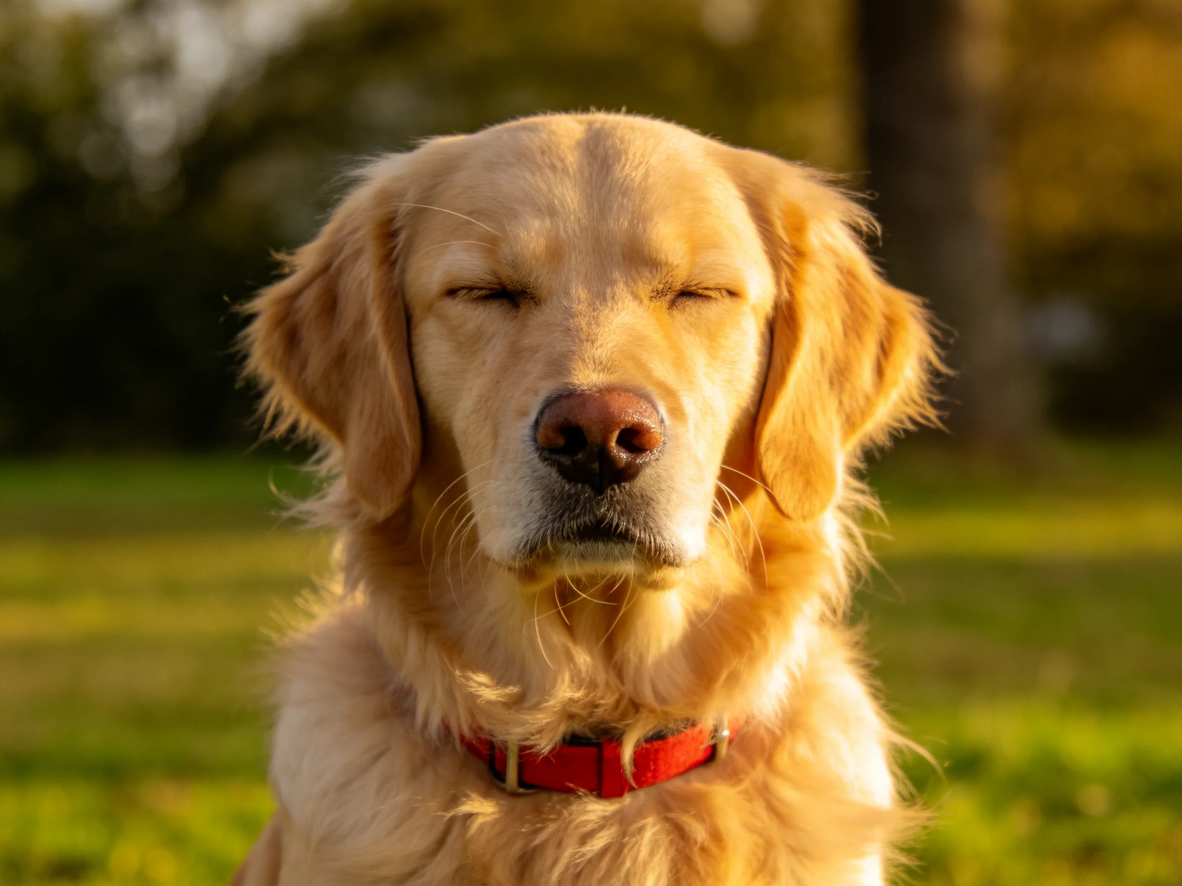 A golden retriever with closed eyes wears a red collar in a sunlit park