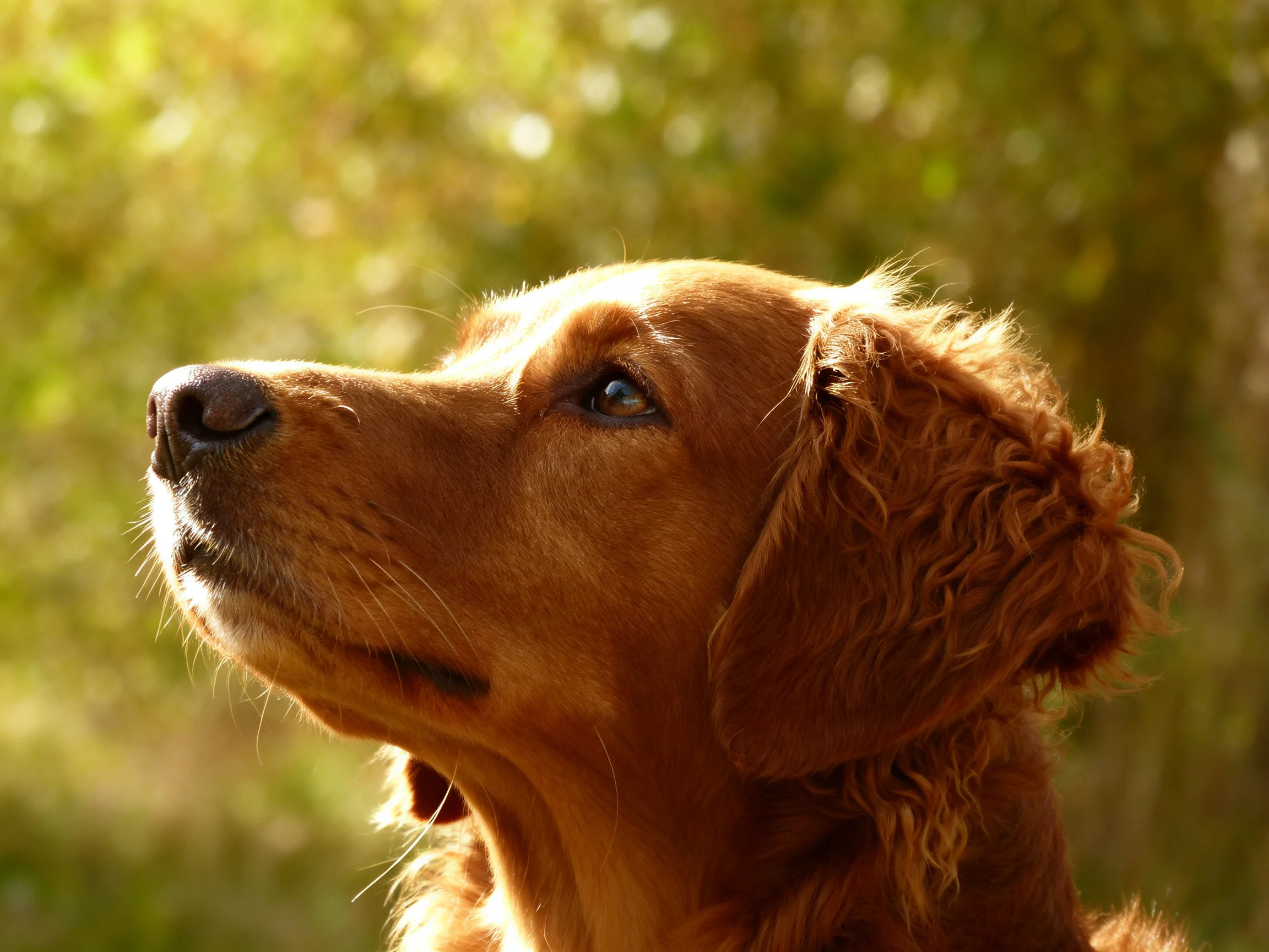 A golden retriever looks upward in a sunlit setting with blurred green surroundings.