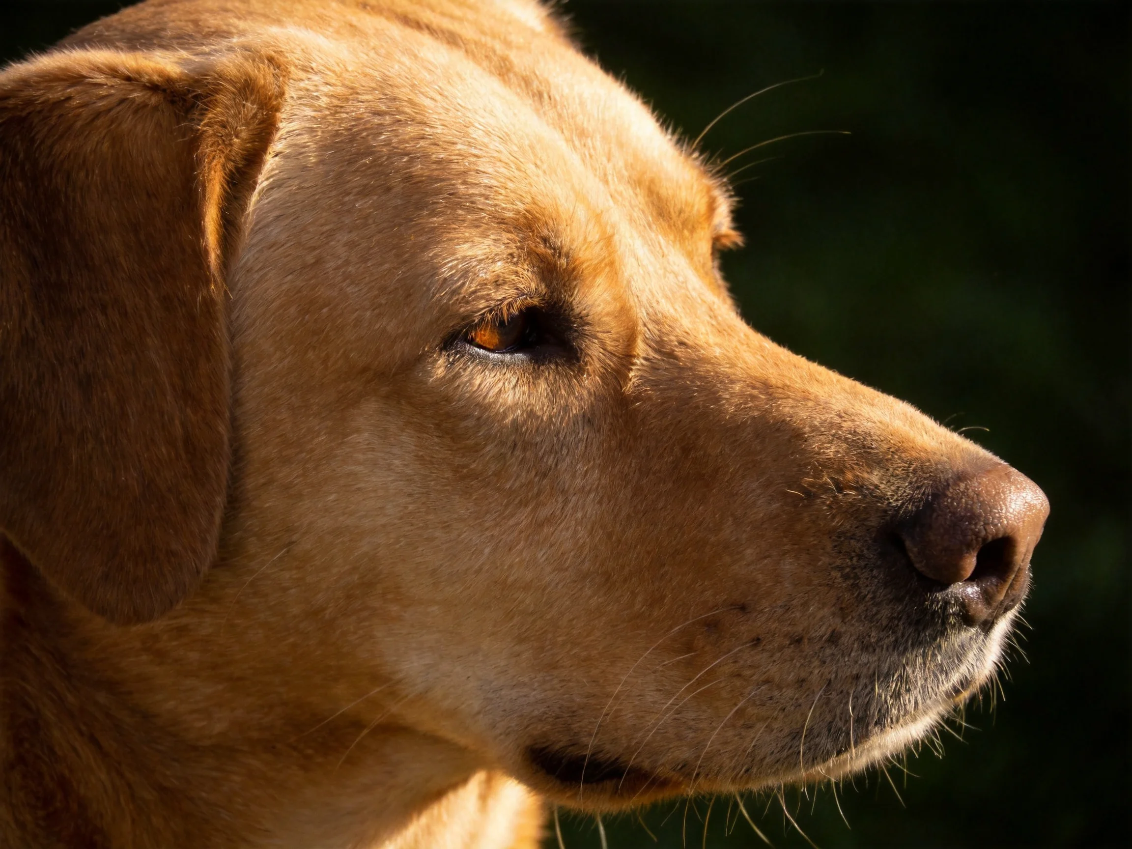 A golden retriever’s profile illuminated by warm sunlight