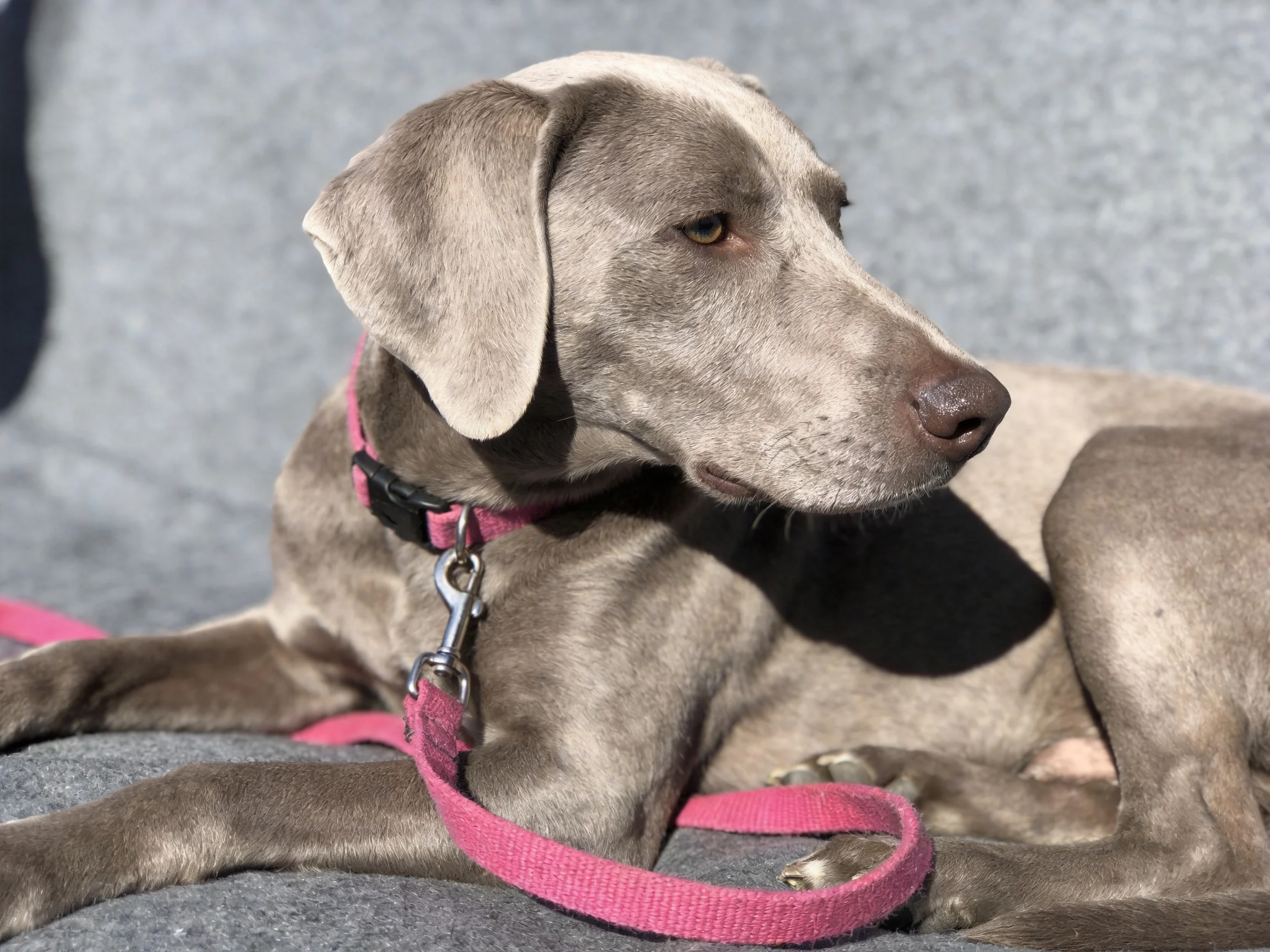 A gray Weimaraner rests with a bright pink leash on a soft gray fabric