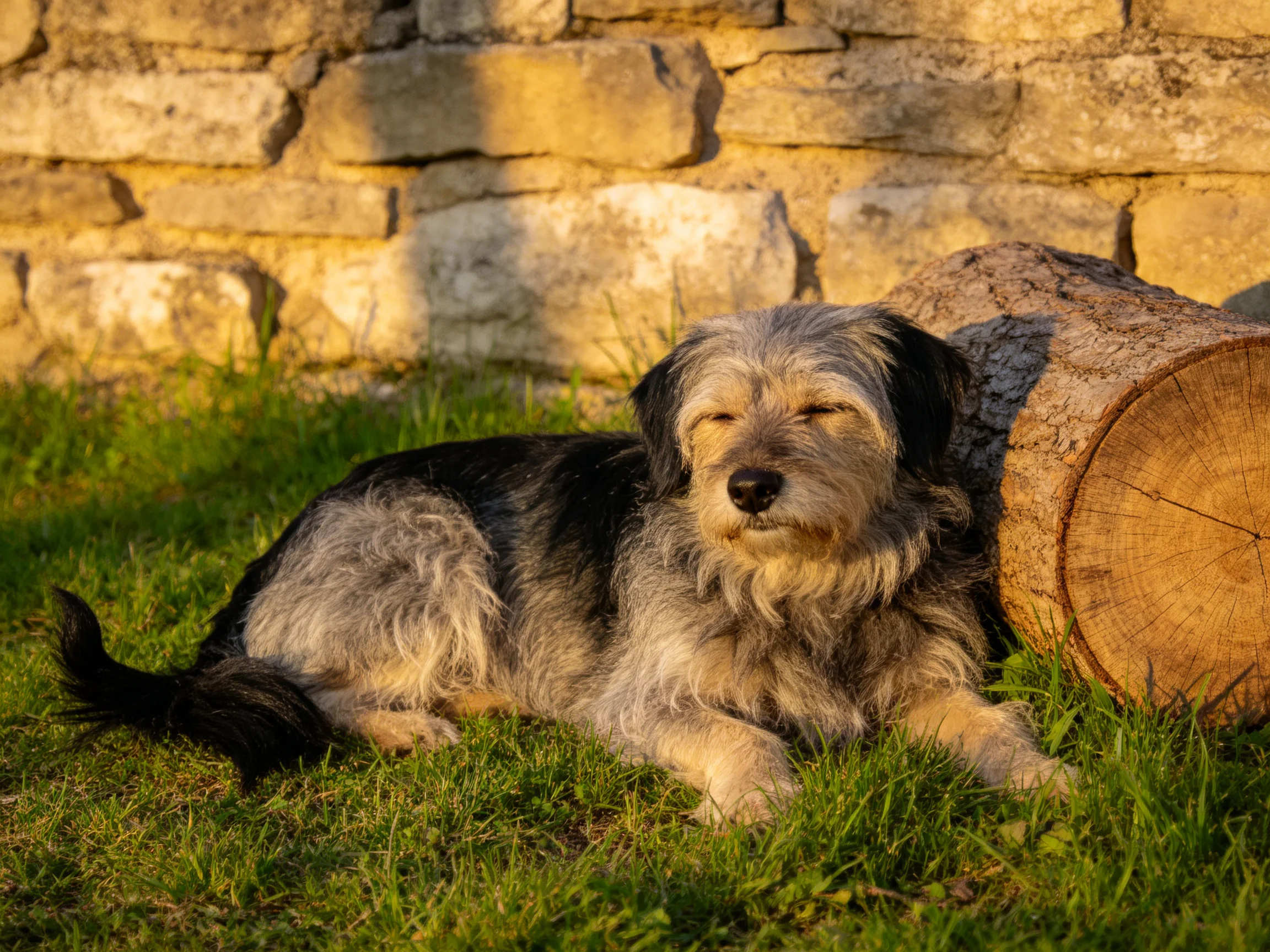 A gray and black dog relaxes beside a log next to an aged stone wall.