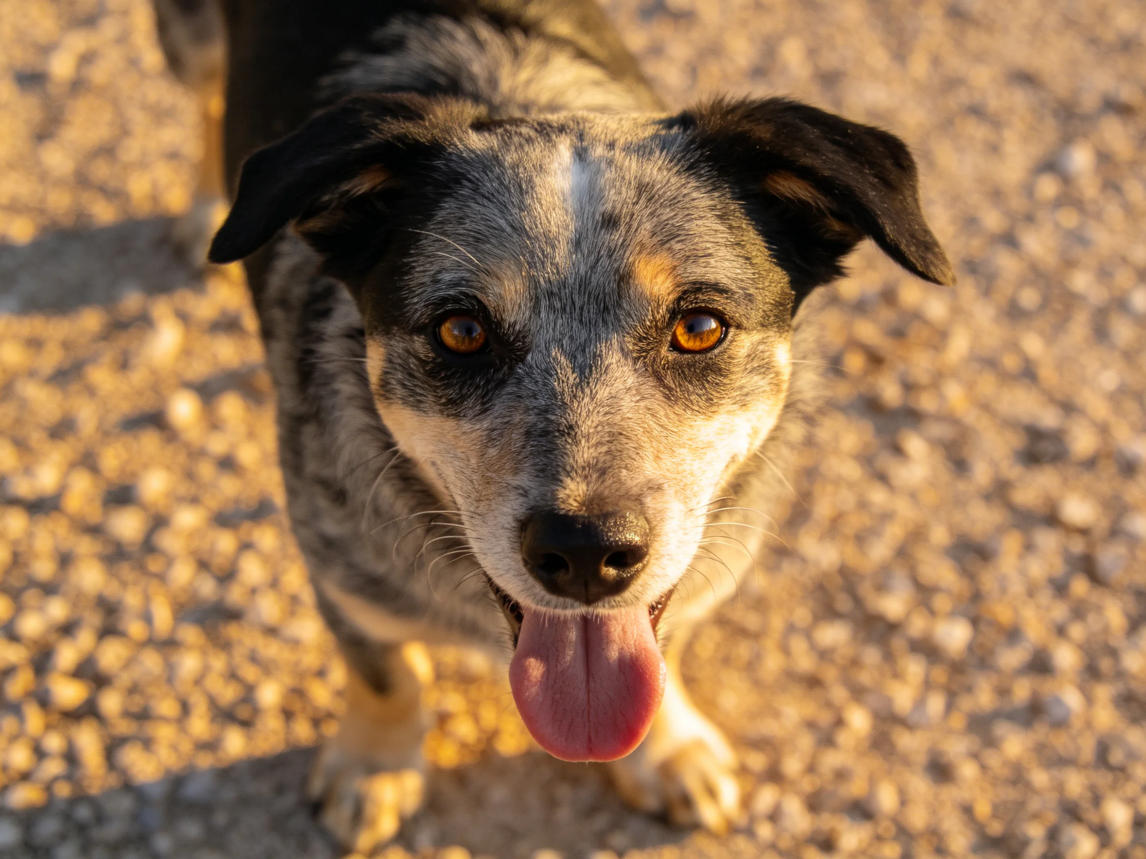 A dog with brown eyes stands on gravel, tongue hanging out.