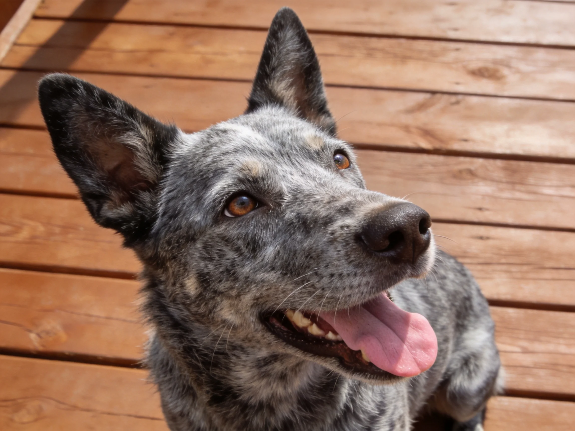 A gray and black speckled dog looks upward while sitting on wooden planks.