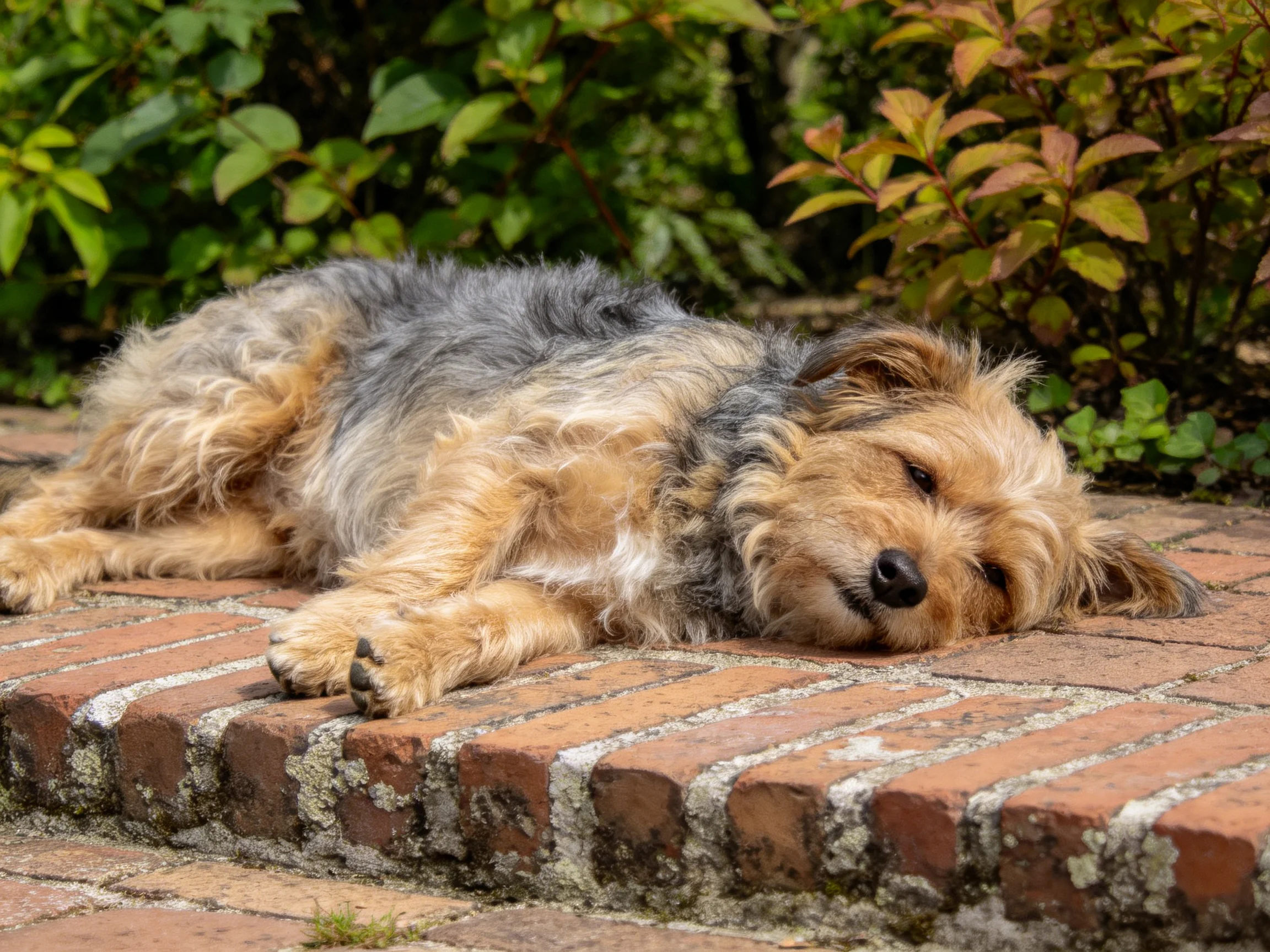 A small dog relaxes on a brick surface in a garden with green plants