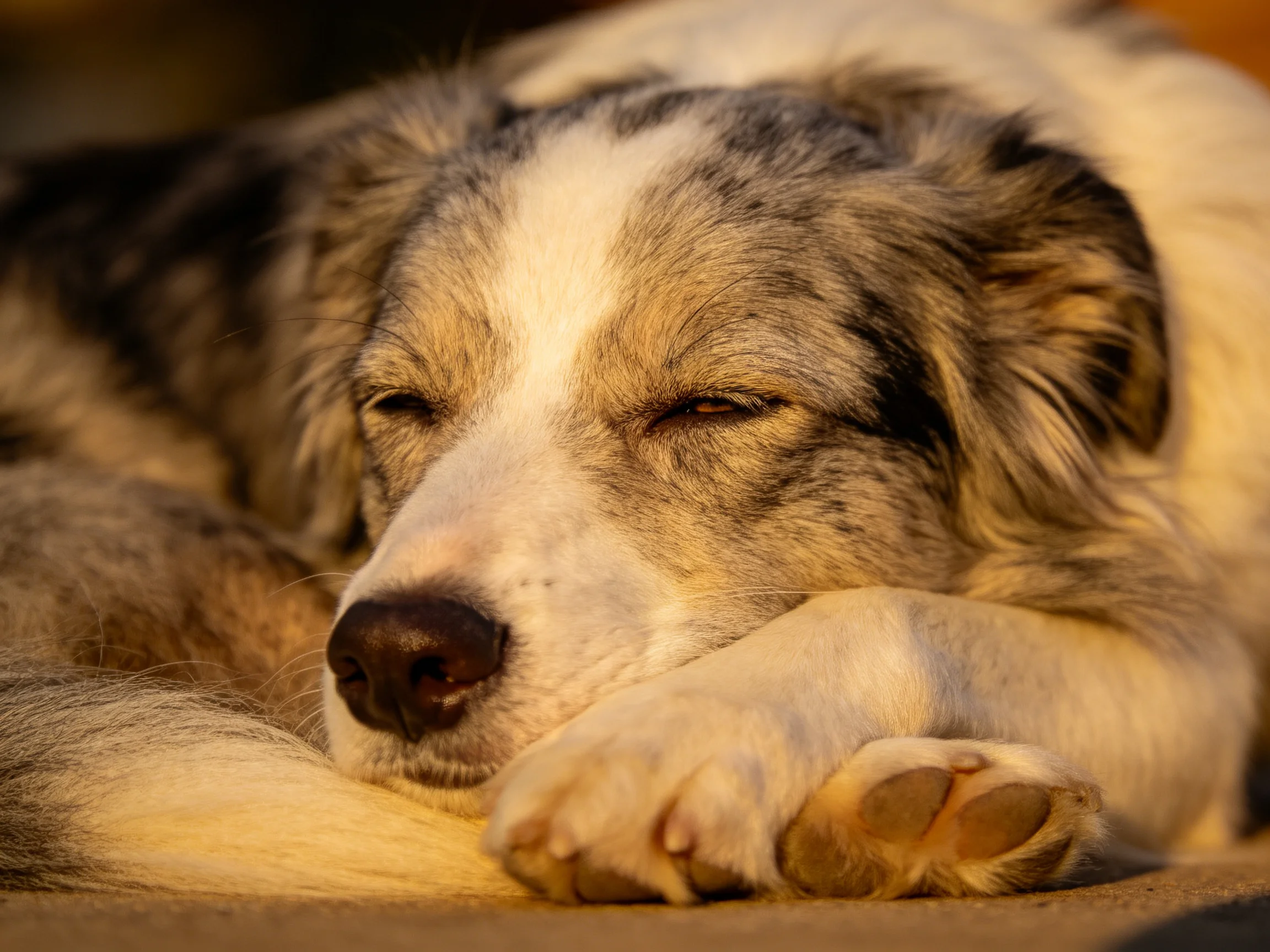 A gray and white dog naps in warm golden lighting