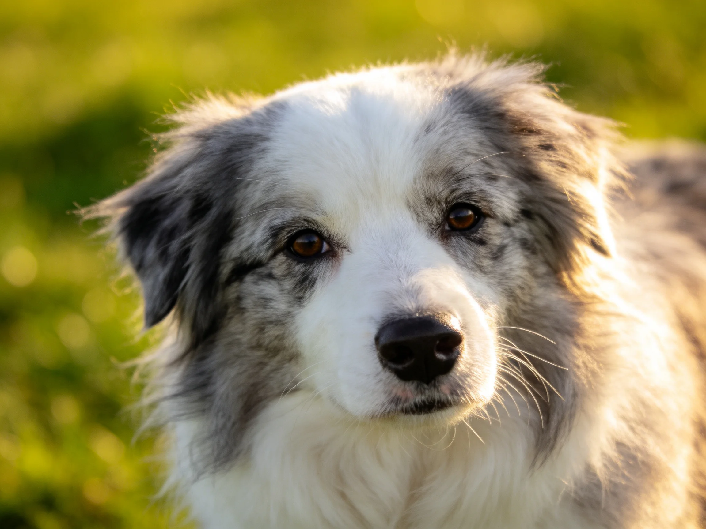 A gray and white fluffy dog is photographed outdoors in bright sunlight.
