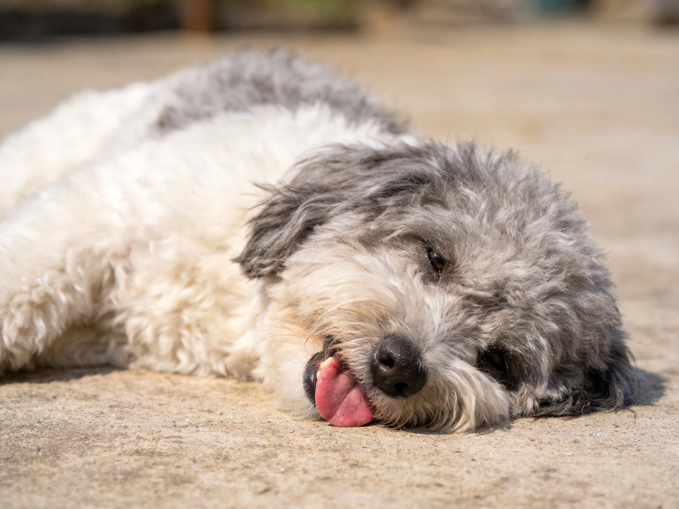 A gray and white dog relaxes on a concrete surface.