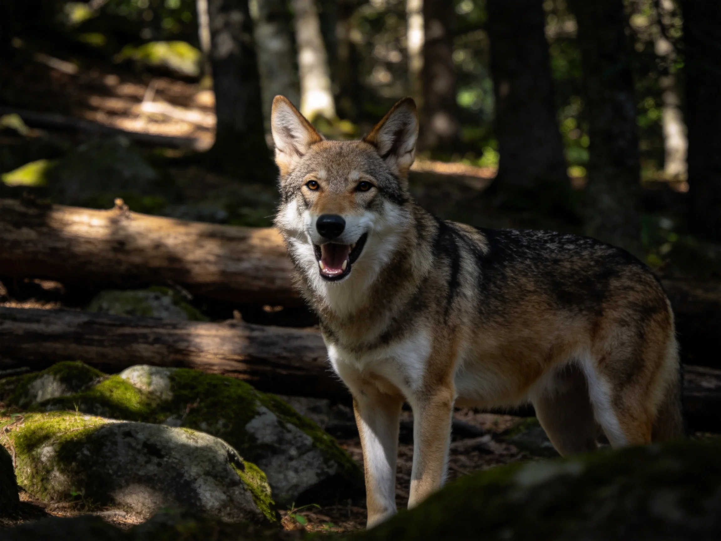 A gray-brown wolf stands among moss-covered rocks and fallen logs in a sun-dappled forest