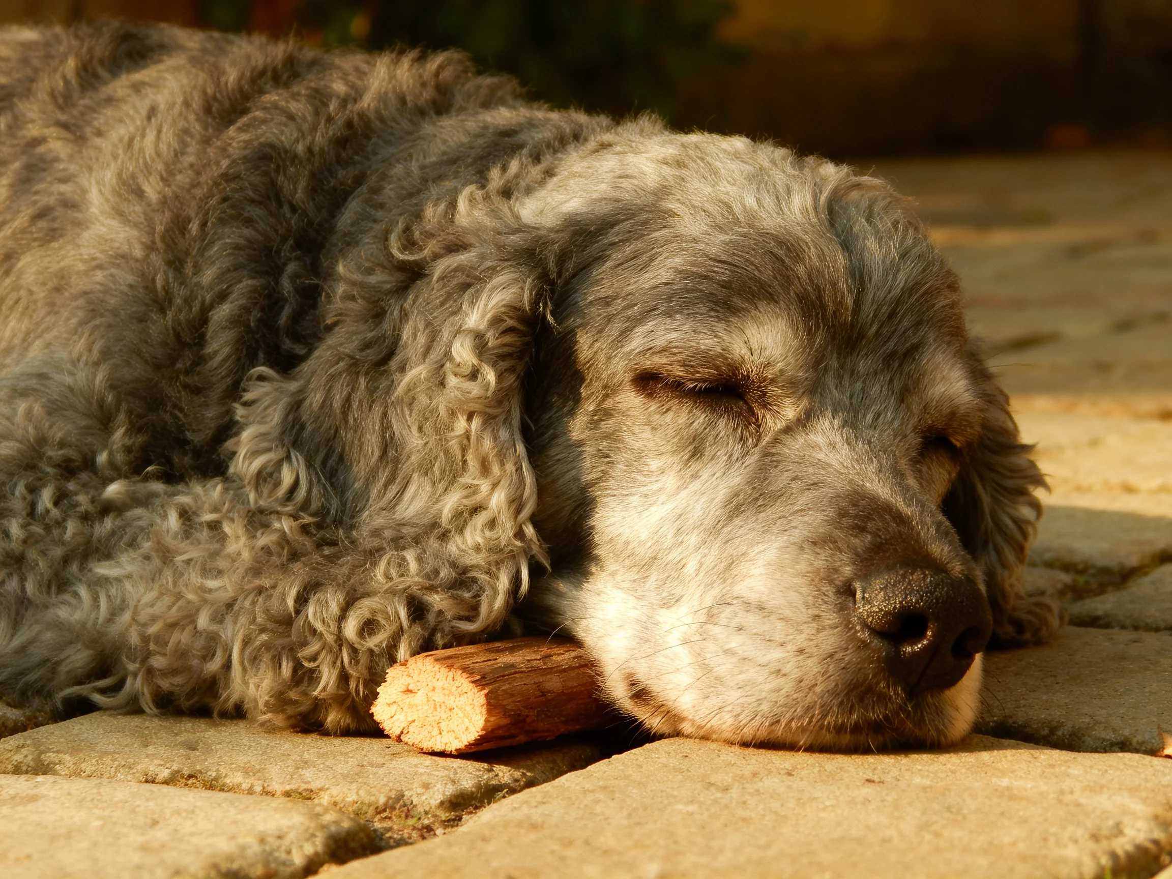A gray curly-haired dog sleeps near a small wooden log on stone pavement
