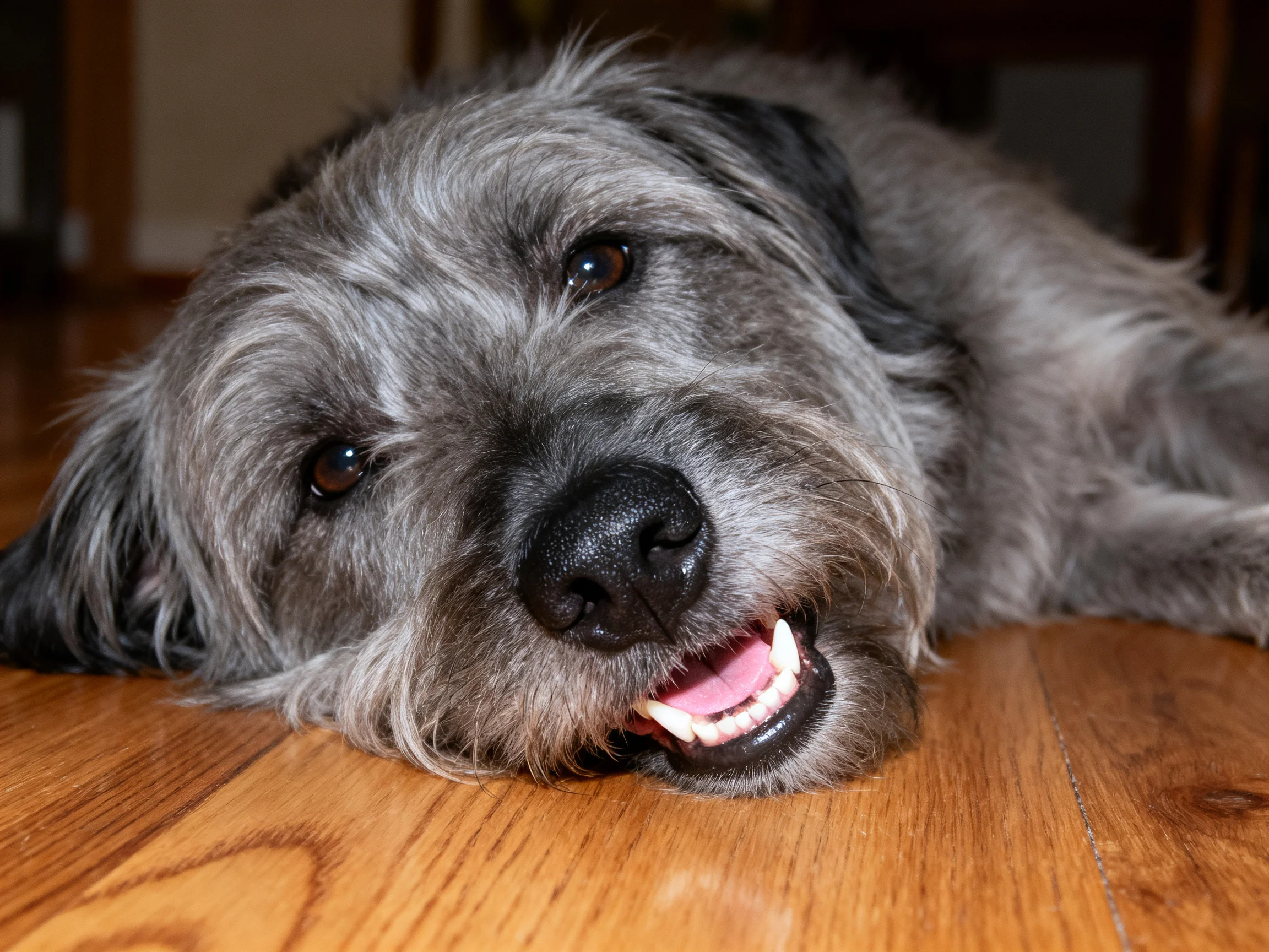 A gray shaggy dog rests contentedly on a polished wooden floor