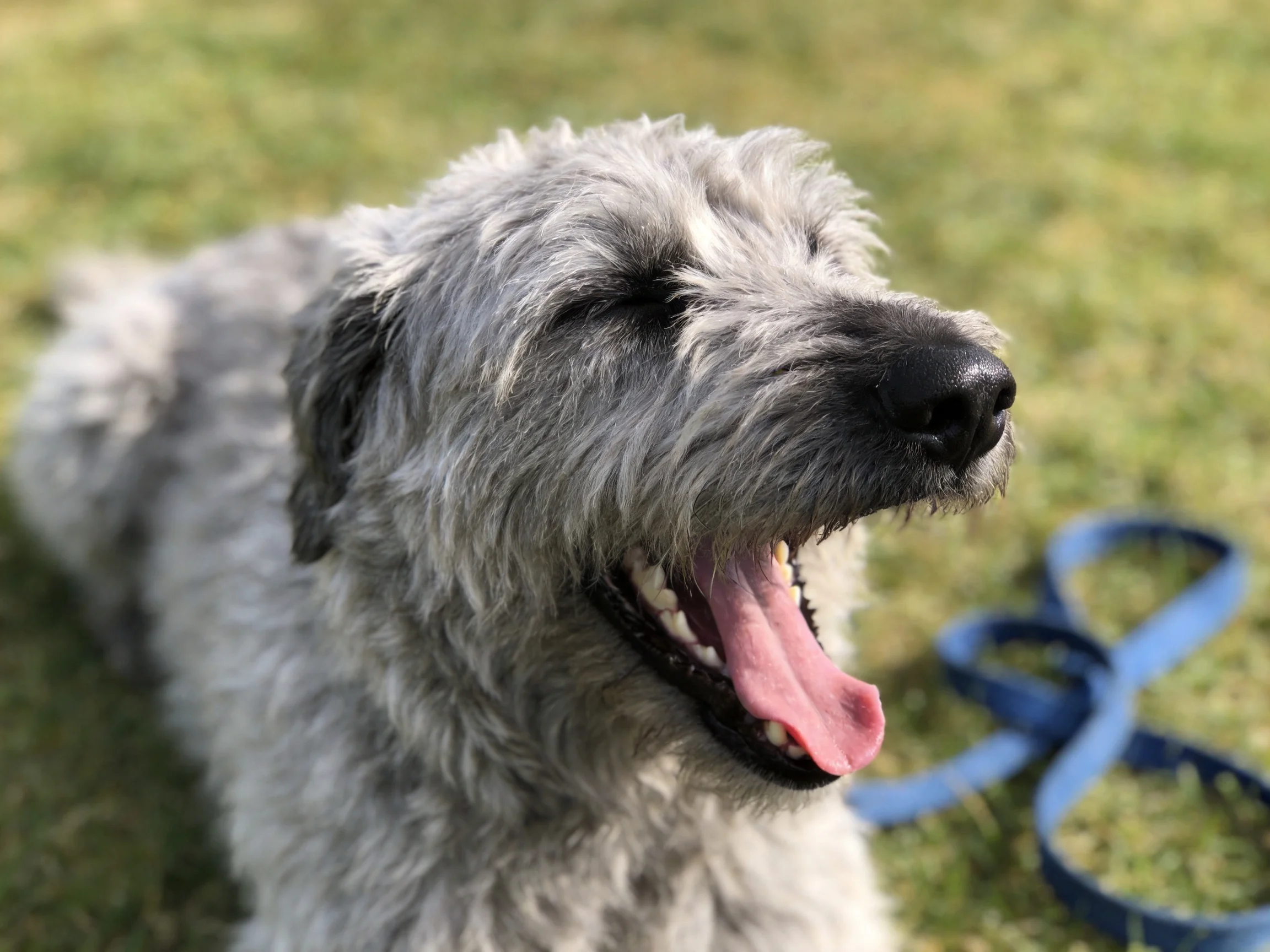 A gray shaggy dog yawns near a blue leash on green grass