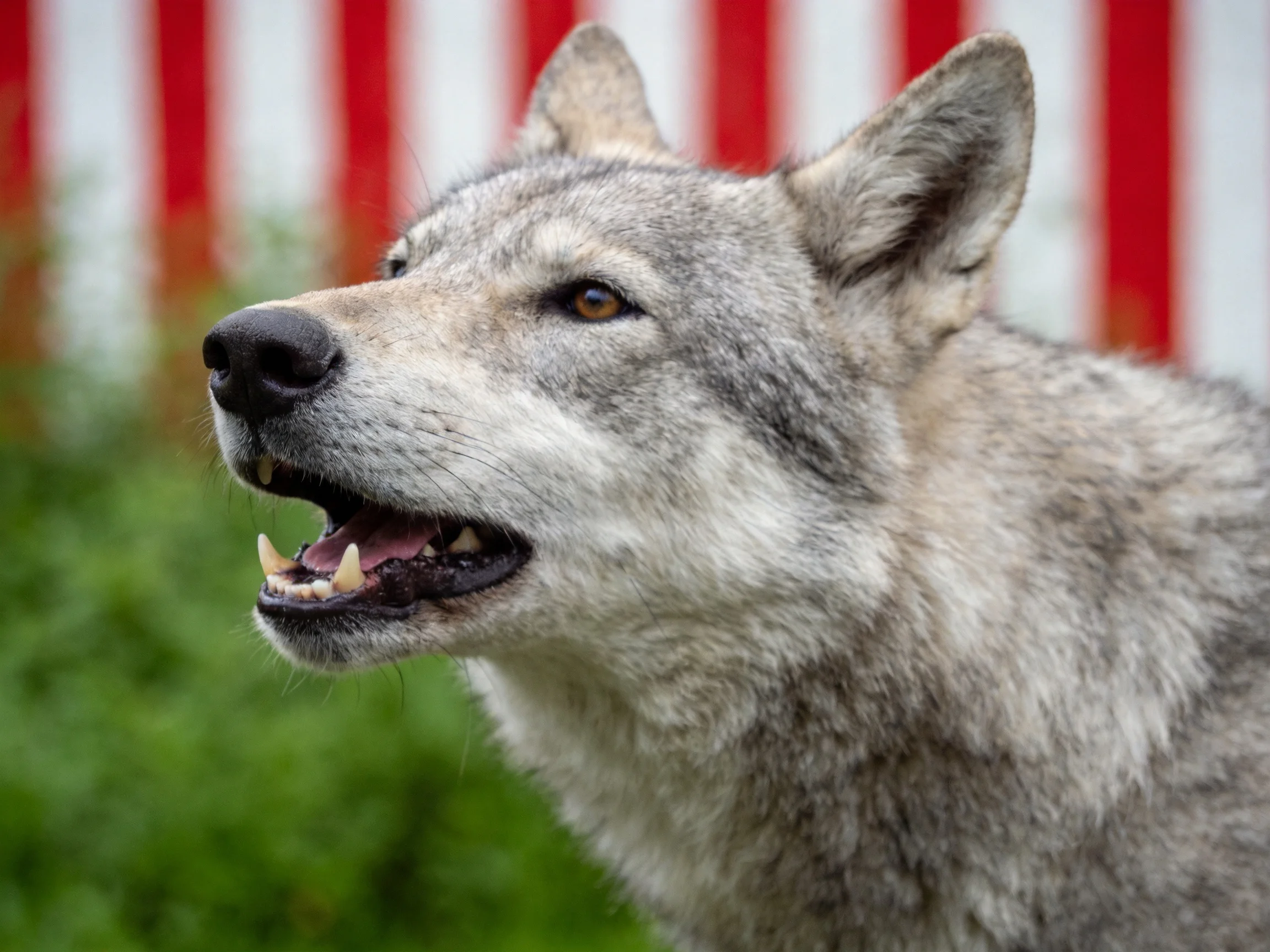 A gray wolf - like creature with open mouth near red and white vertical stripes
