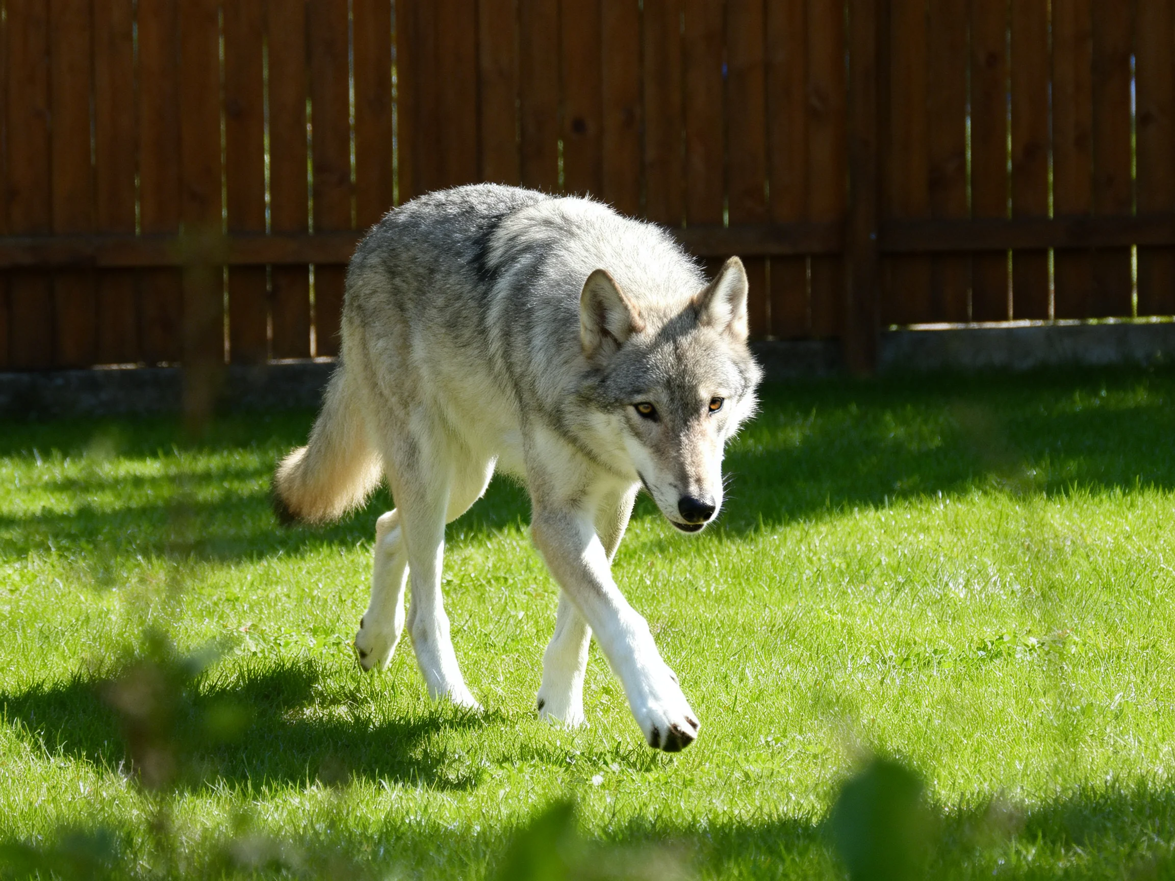 A gray wolf walks across a lush green lawn near a brown wooden fence