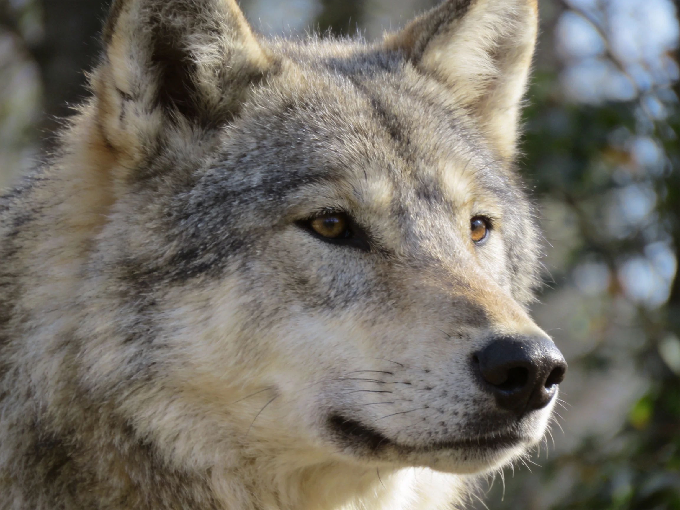 A gray wolf with detailed fur in a natural outdoor setting