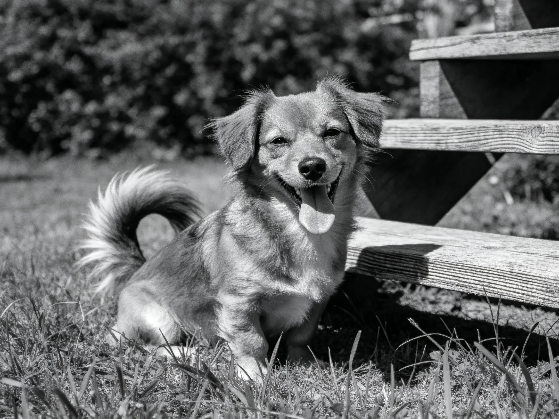 A happy puppy sitting by a wooden bench on grass