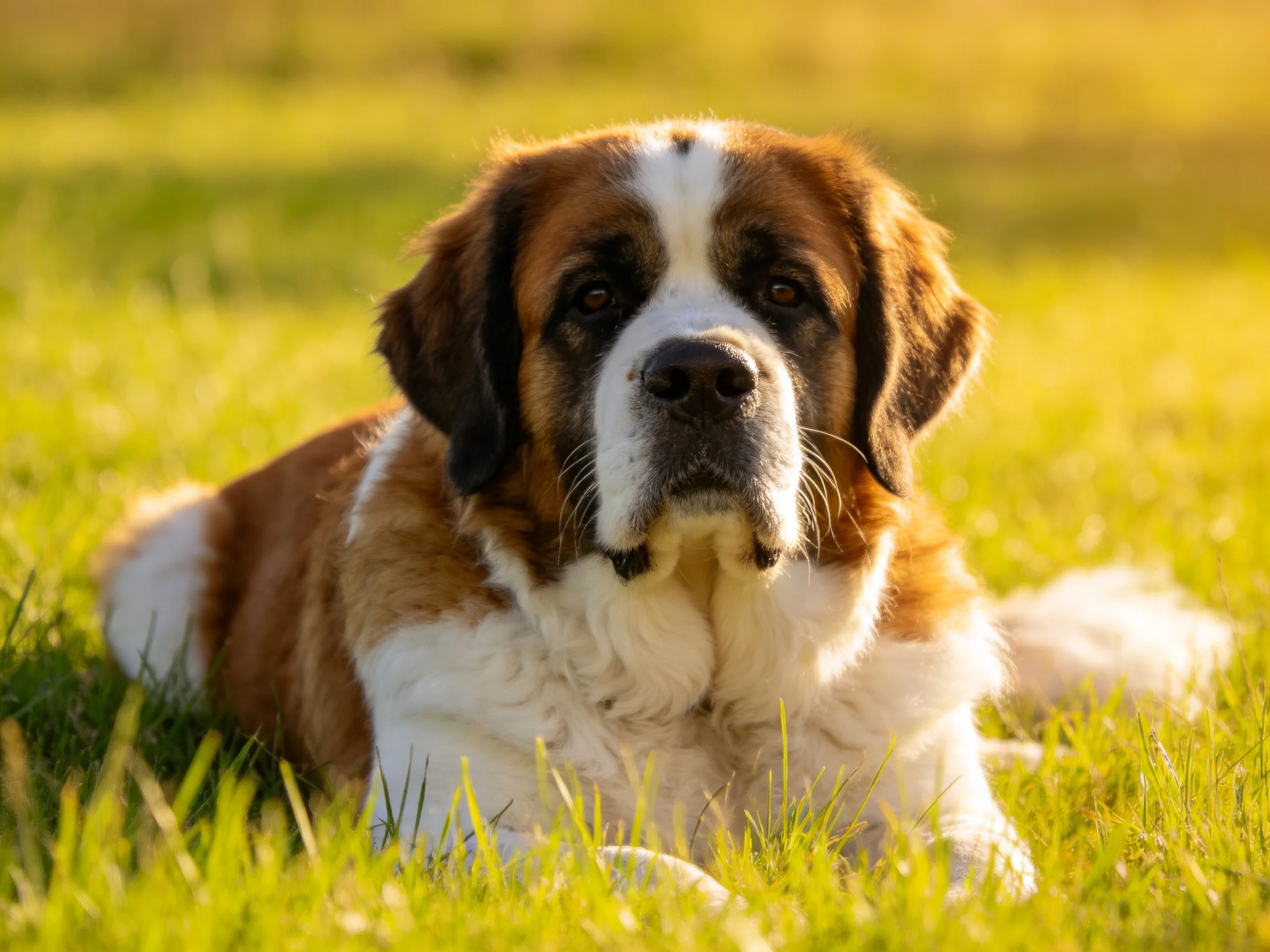 A large brown and white Saint Bernard lies on sunlit green grass