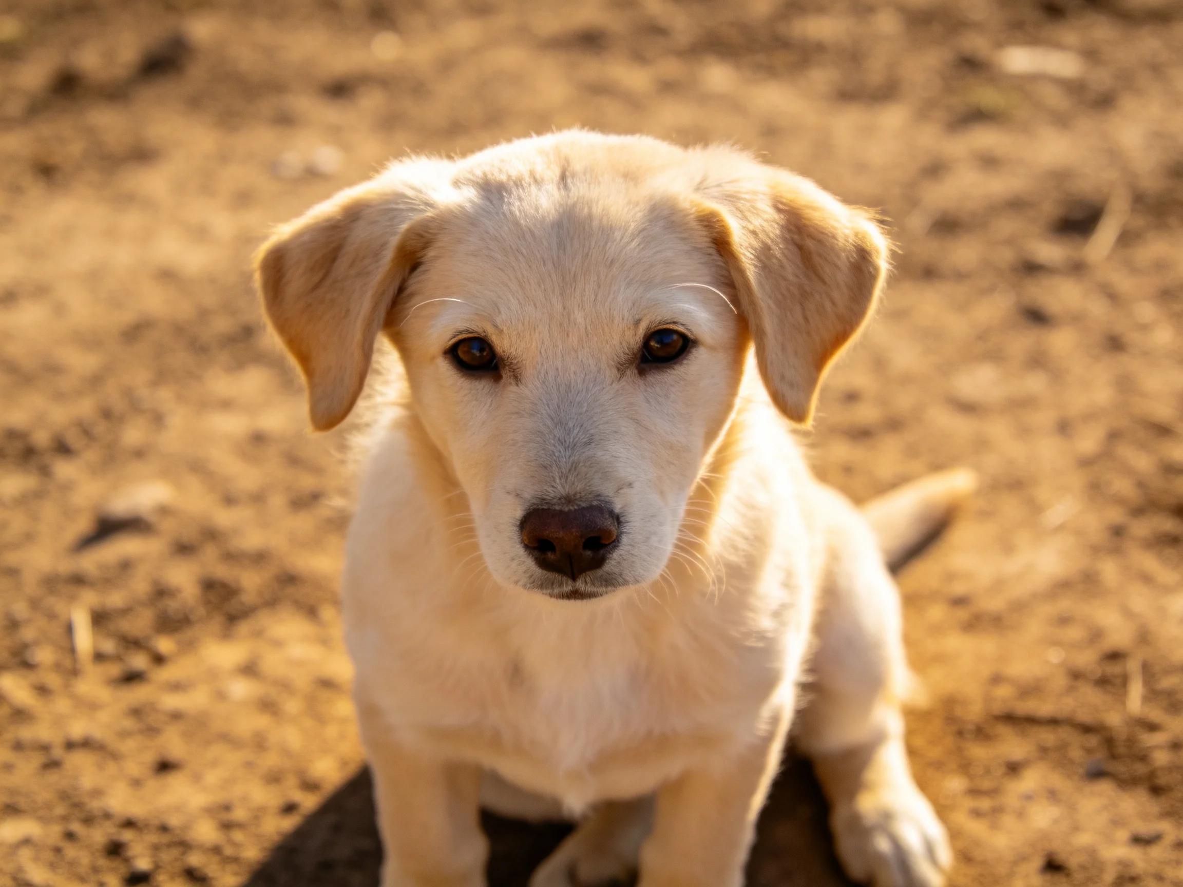 A light - colored puppy sitting on a sunlit dirt ground