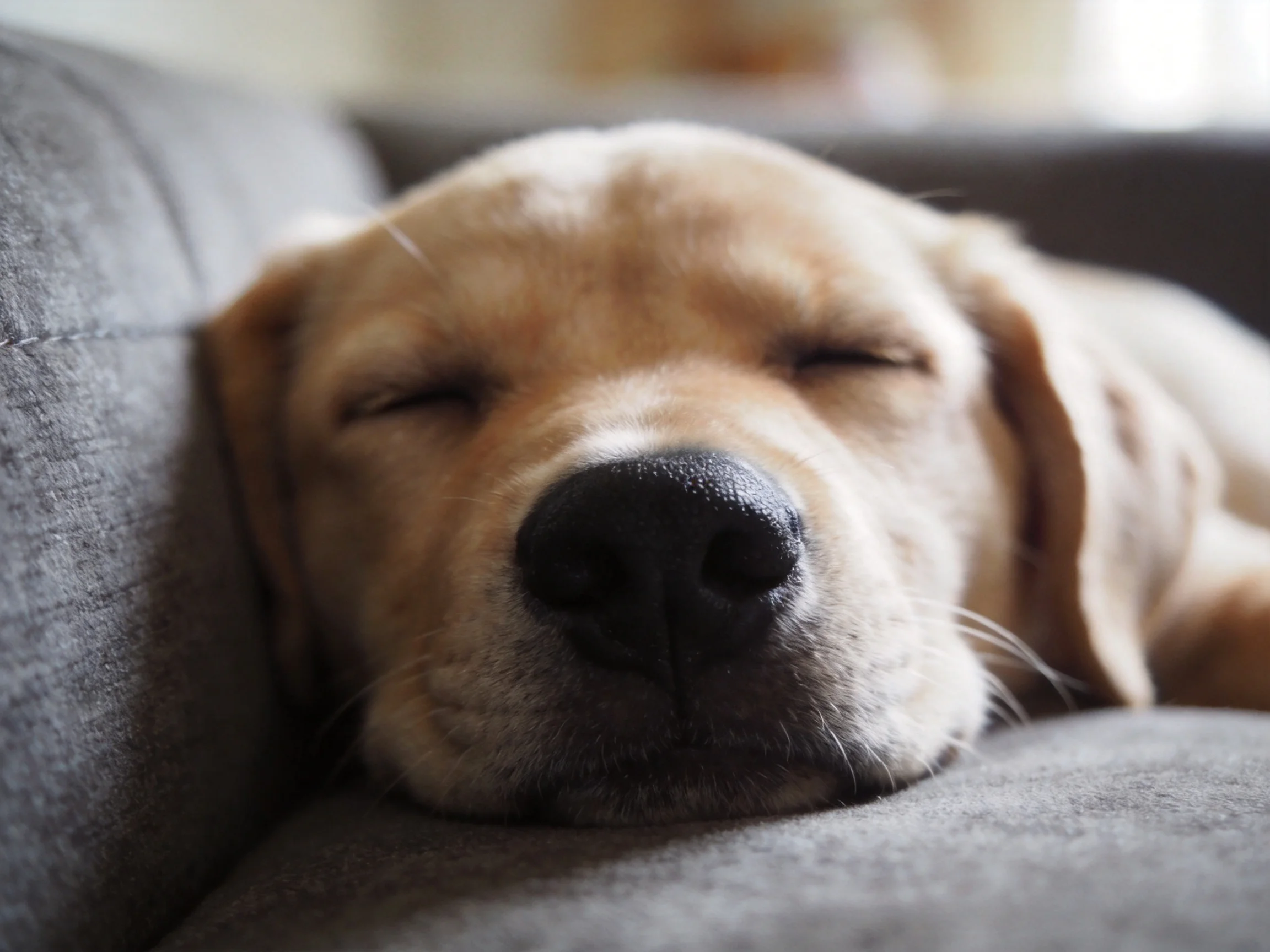 A light brown dog sleeps soundly on a gray couch
