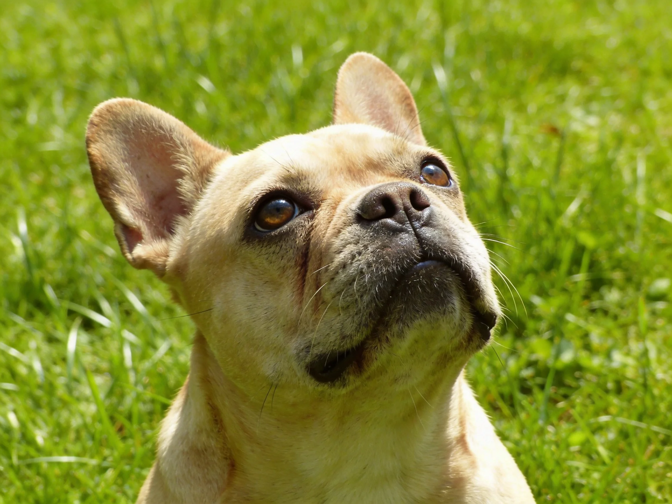 A light tan French bulldog looks upward in a sunlit grassy setting.