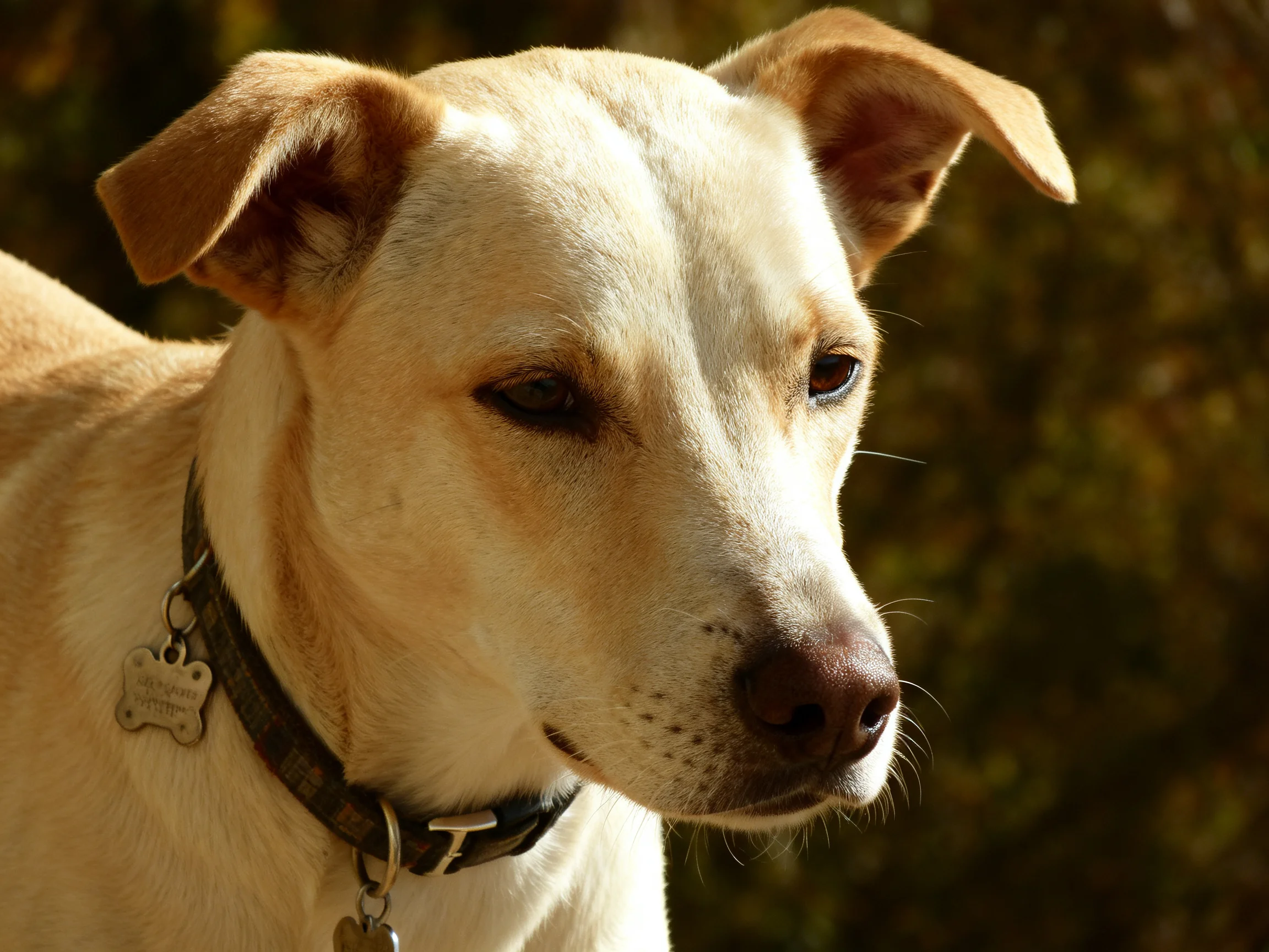 A light tan dog with a dark collar is outdoors in a sunlit area with greenery.