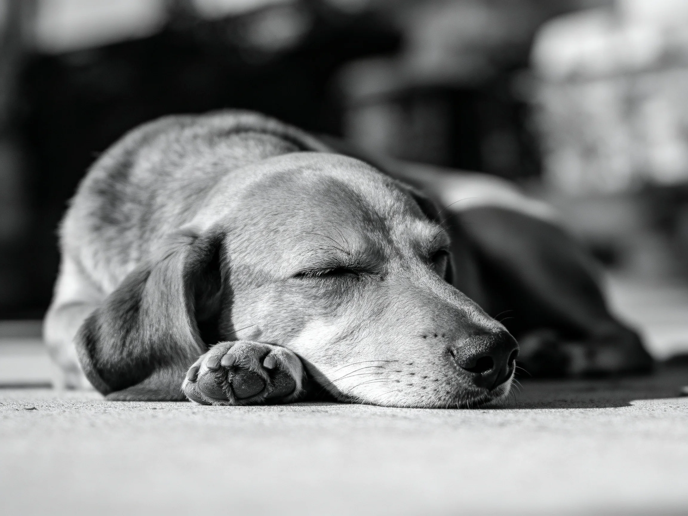 A peaceful black - and - white shot of a sleeping puppy