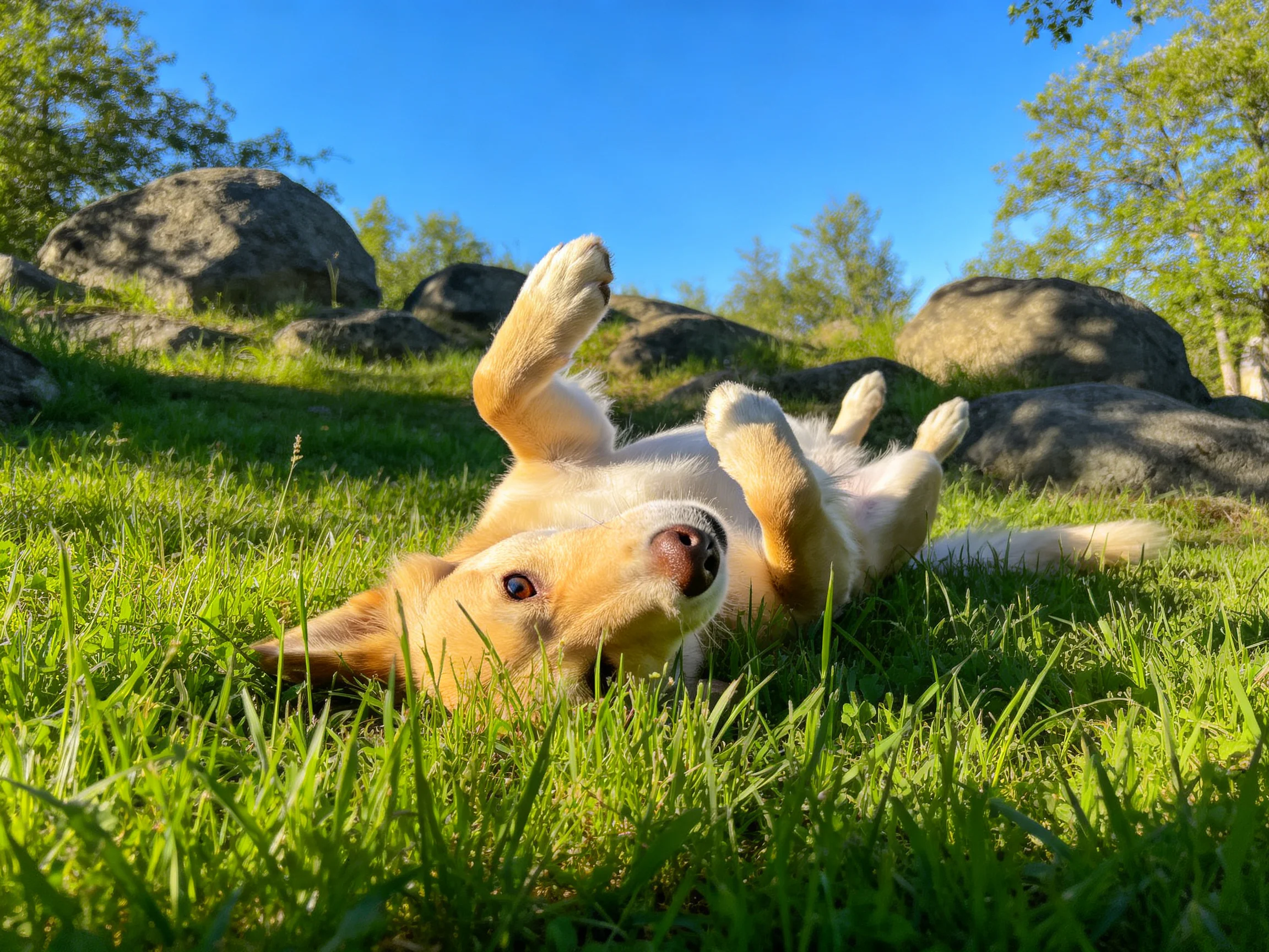 A playful golden puppy rolling on lush green grass