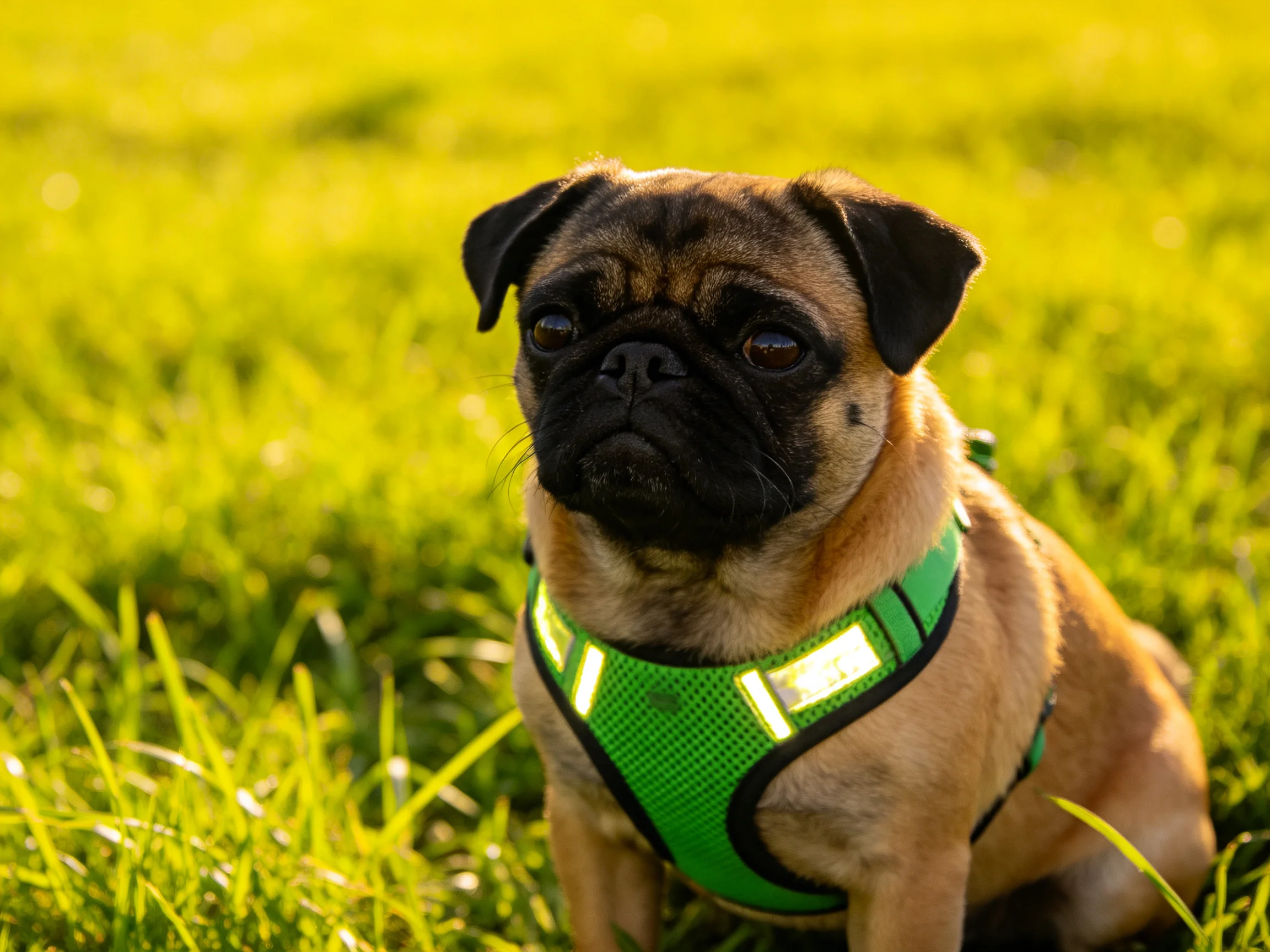 A pug dog wearing a bright green harness sits in a sunlit grassy field