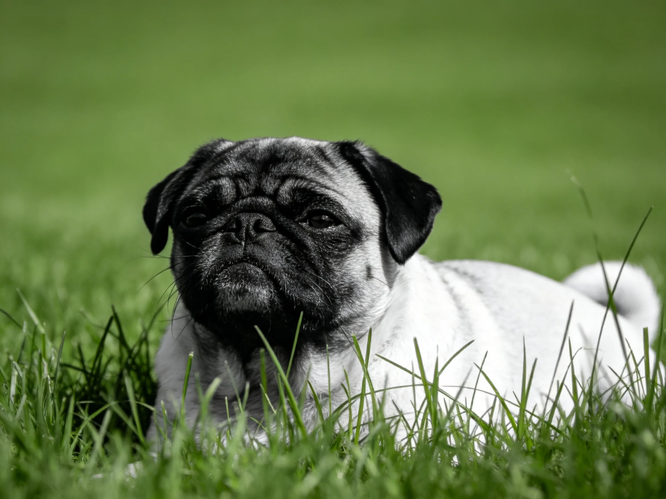 A pug rests in lush green grass with selective coloring