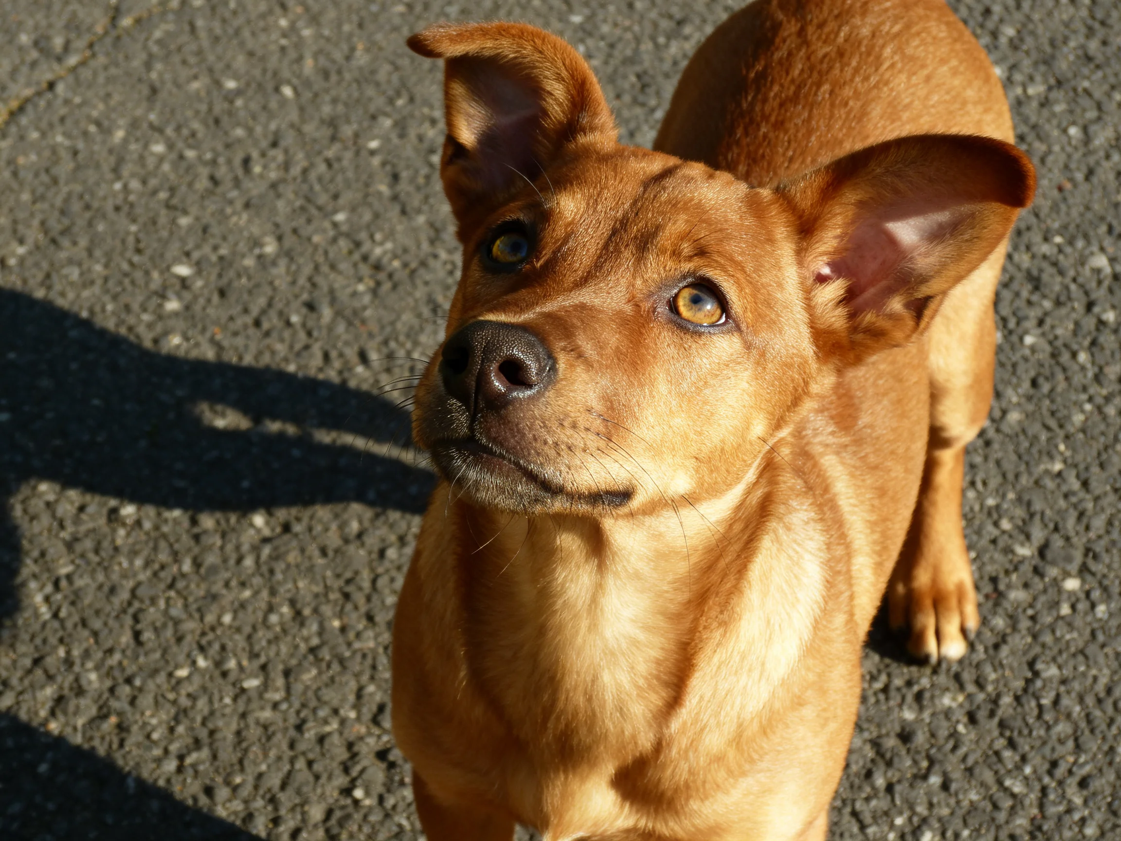 A reddish-brown dog gazes upward on rough asphalt pavement